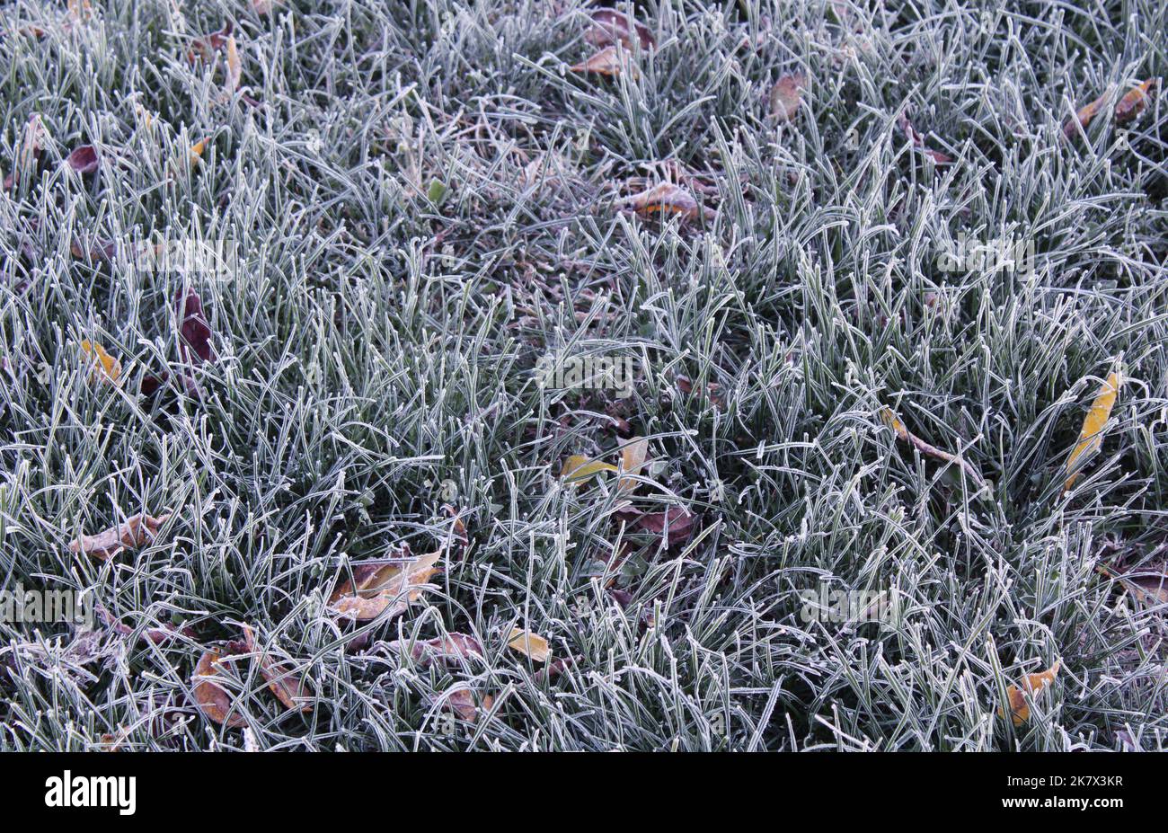 Eine Frosty Lawn Grass Textur Stockfoto