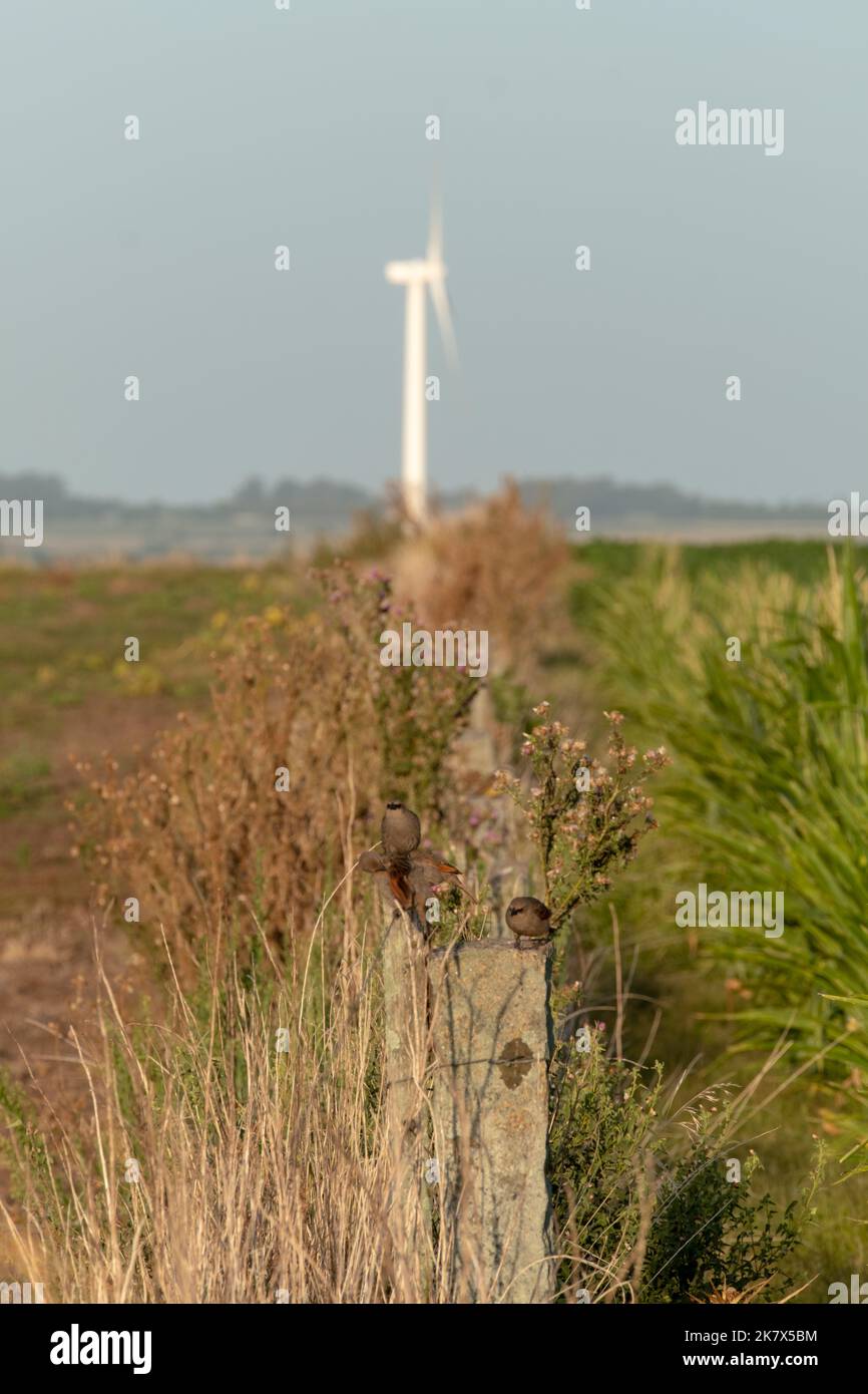 Landschaft während der Dämmerung, mit einer Landschaft von einer Windmühle Farm in Colonia, Uruguay. Einige Crop-Dateien sind im Vordergrund und in einem einzigen Windm zu sehen Stockfoto