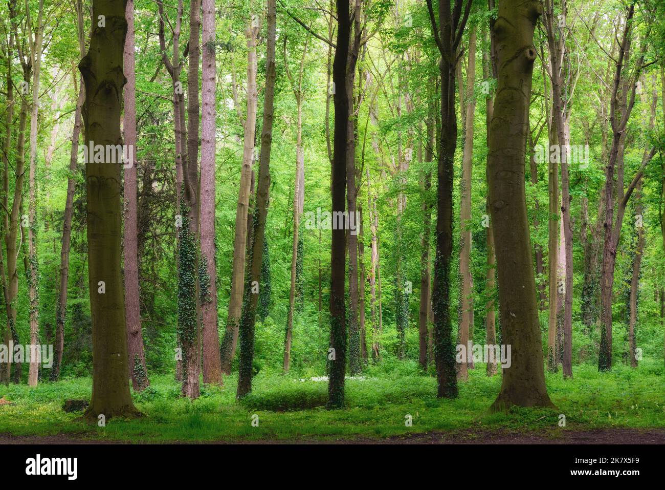 Natürlicher Wald im Sonnenlicht Stockfoto
