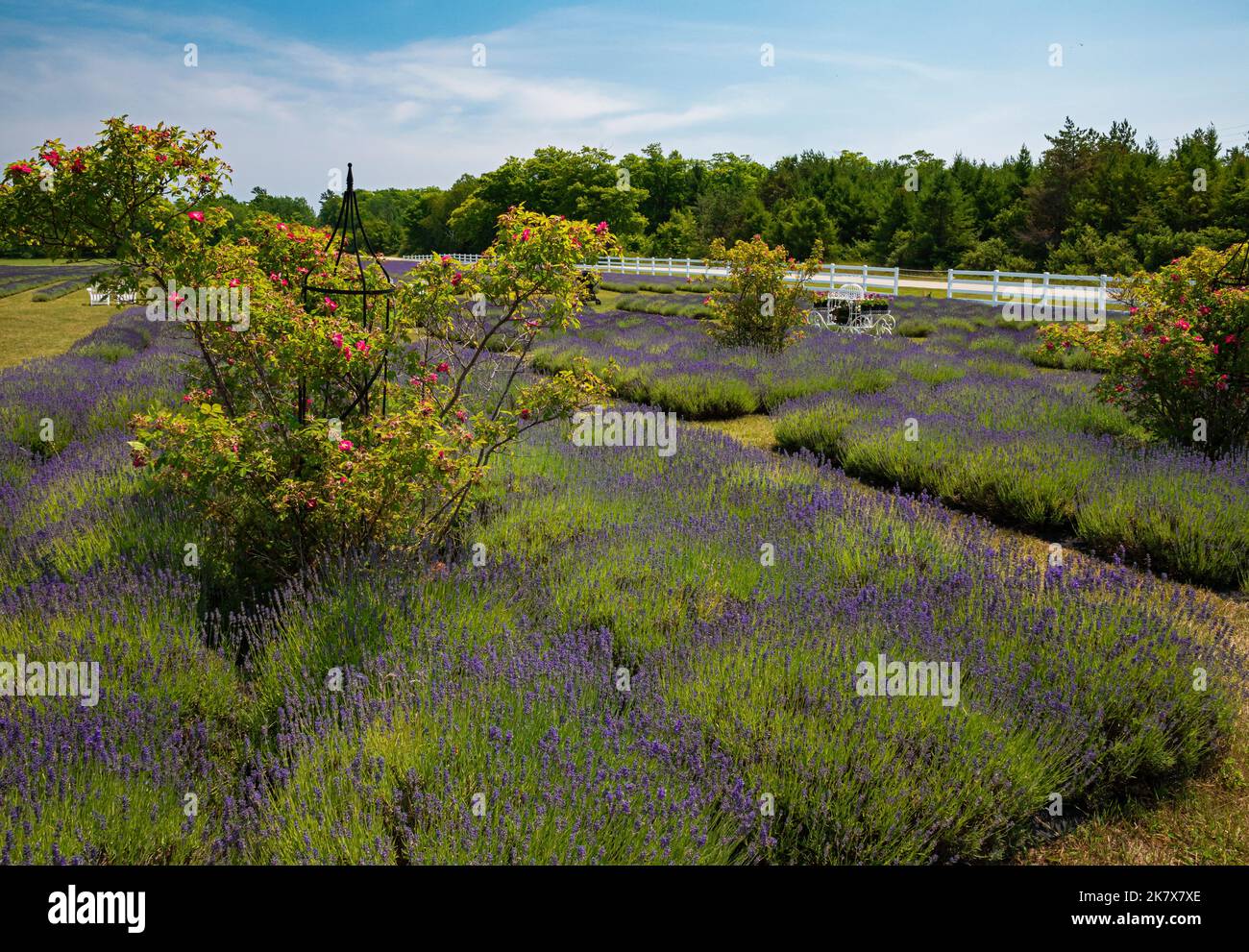 Lavendelreihen befinden sich auf einer Farm auf Washington Island in Door County, Wisconsin. Der Lavendel wird geerntet, in der Regel Anfang August, Door County, WI Stockfoto