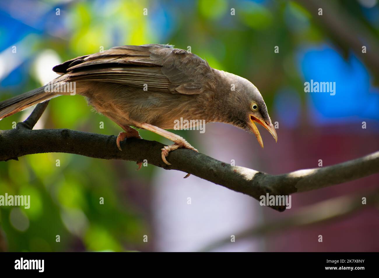 Ein Dschungelbabbler, der seine Beute anvisiert, sitzt auf einem Ast Stockfoto