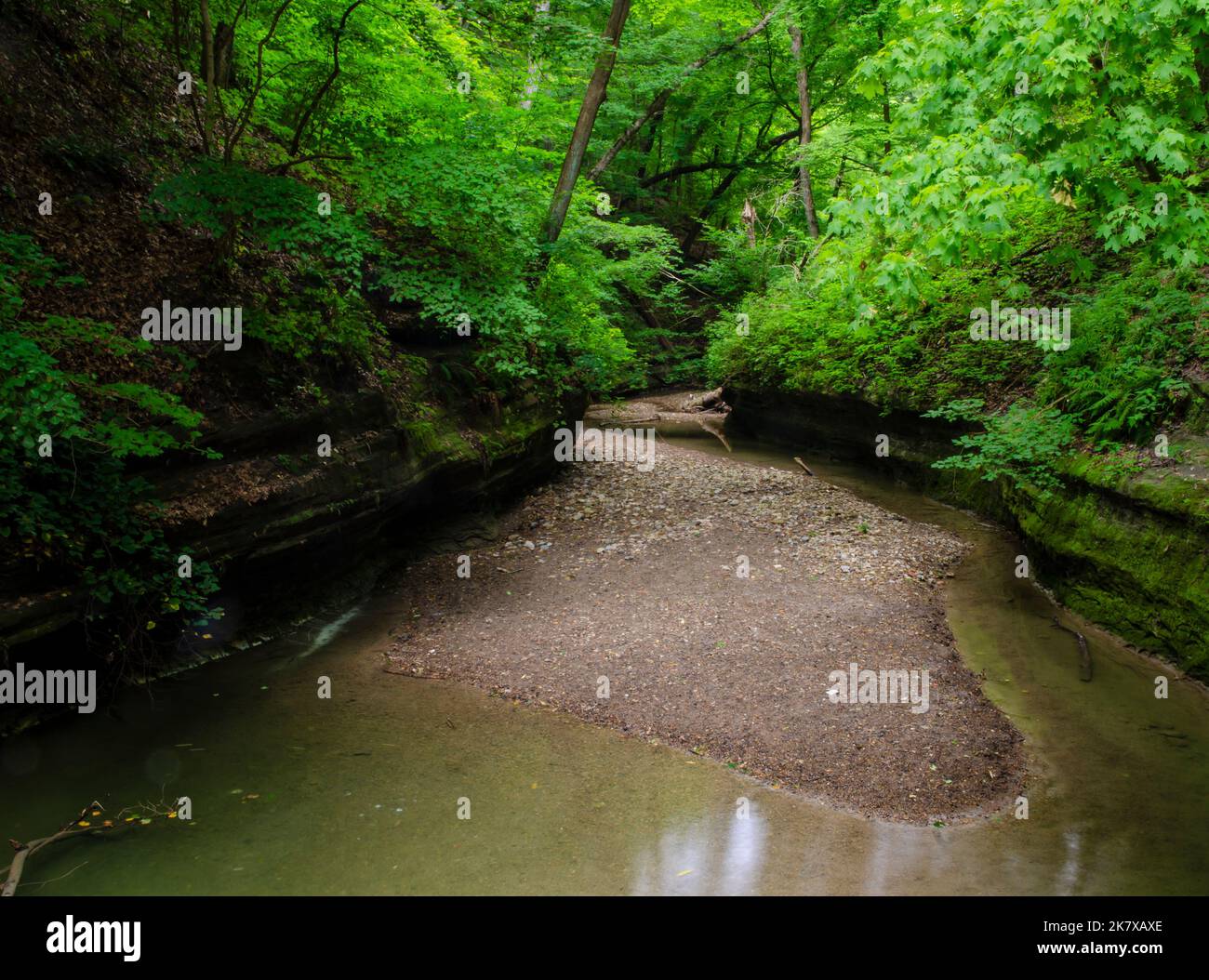 Der LaSalle Canyon im Sommer ist mit seinem Bachbett und seinem im Sommer leuchtend grünen Laub, dem Hungered Rock State Park, LaSalle County, Illinois, gefüllt Stockfoto