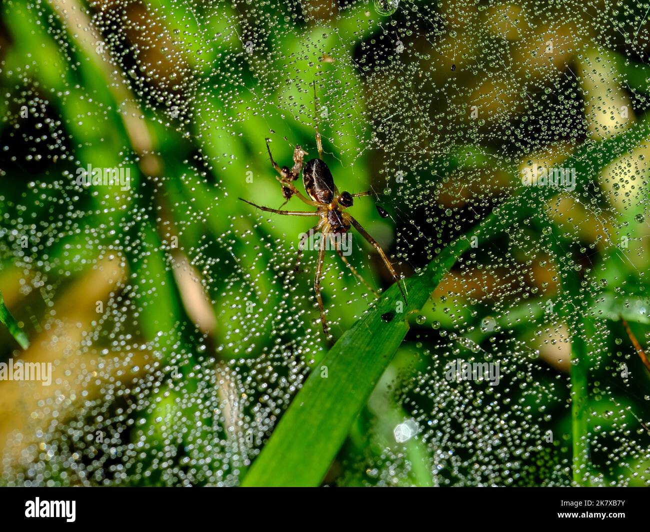 Makroaufnahme einer Spinne: Details, die sonst kaum zu sehen sind - Fokus auf das Tier mit verschwommenem Hintergrund. Stockfoto