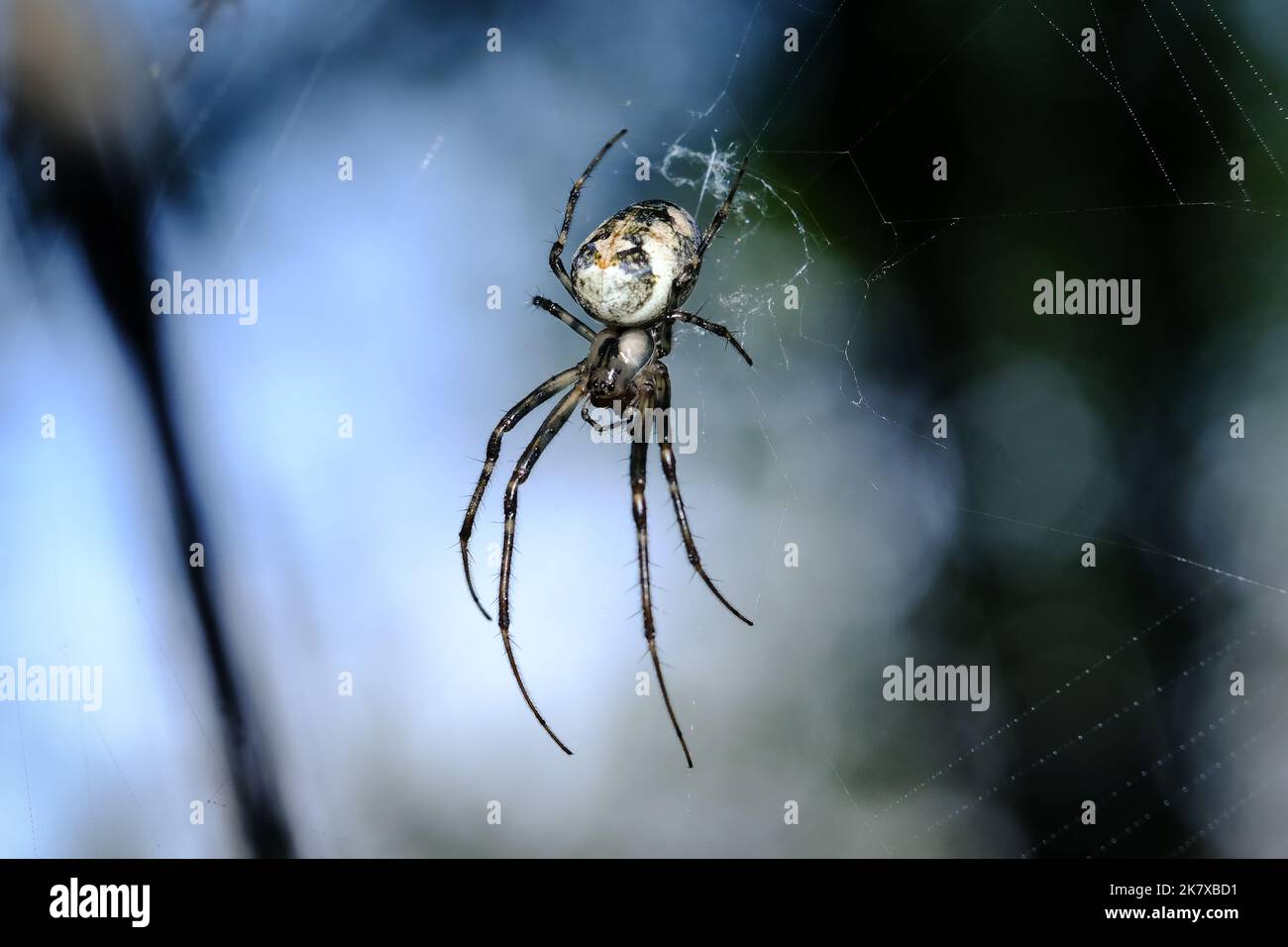 Makroaufnahme einer Spinne: Details, die sonst kaum zu sehen sind - Fokus auf das Tier mit verschwommenem Hintergrund. Stockfoto