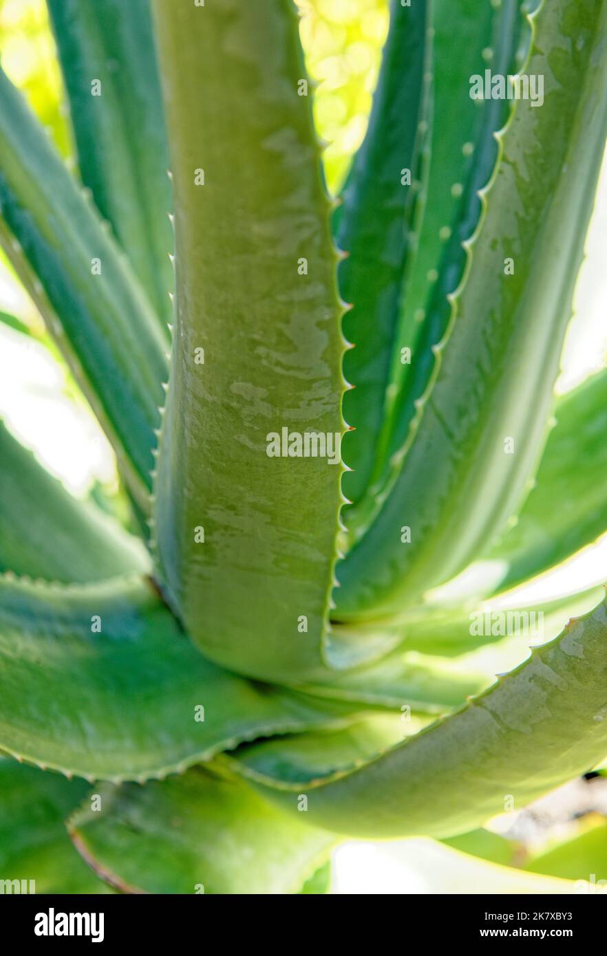 vou aloes des barbades Aloe barbadensis miller 'Aloe Vera' – Snakeroot Botanicals