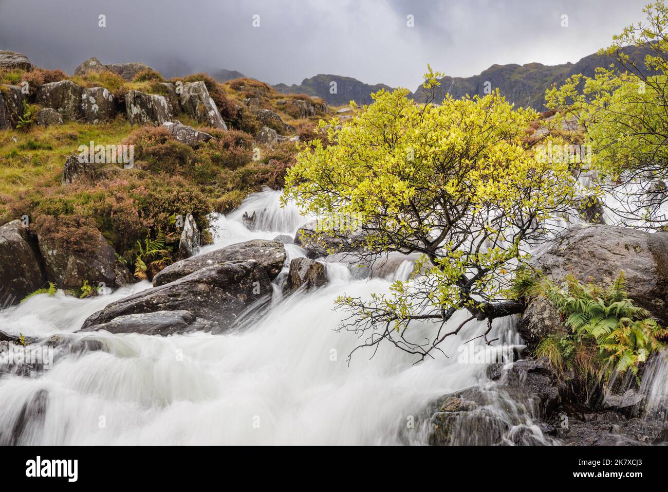 Snowdonia, Wales: Im Herbst lehnt sich ein Baum, der aus einem Felsen wächst, über den Fluss von Llyn Idwal, während er die Idwal Falls im Ogwen Valley stürzt. Stockfoto