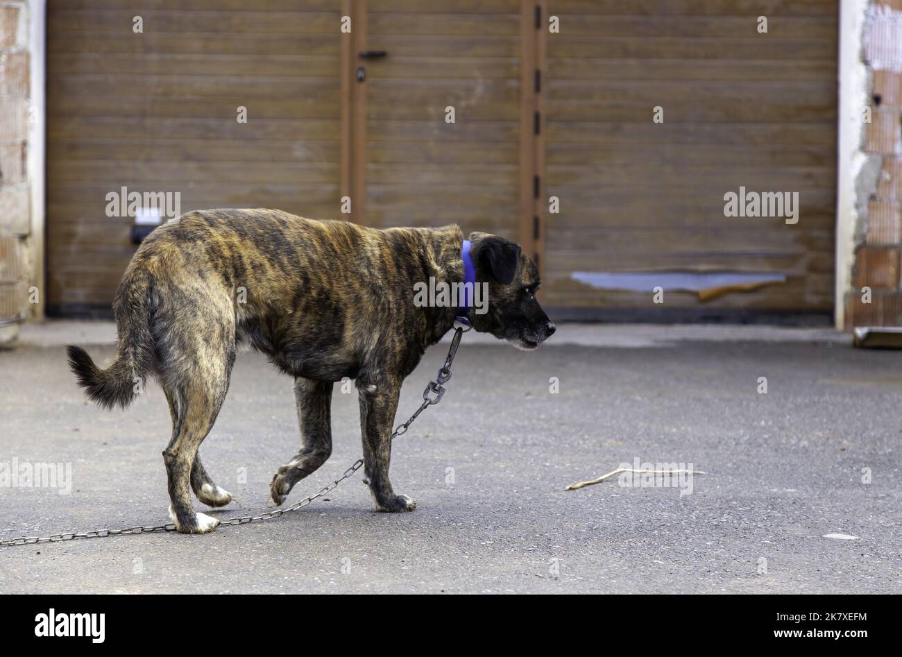 Detail von verketteten Tierleiden, Tiermissbrauch Stockfoto