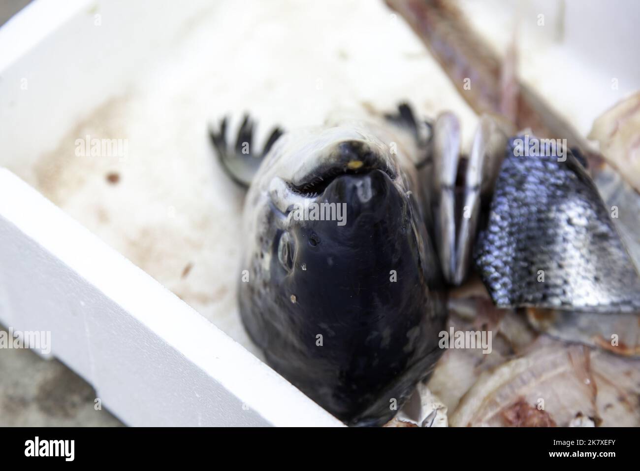Detail von Fisch in schlechtem Zustand, Müll und Verschmutzung Stockfoto