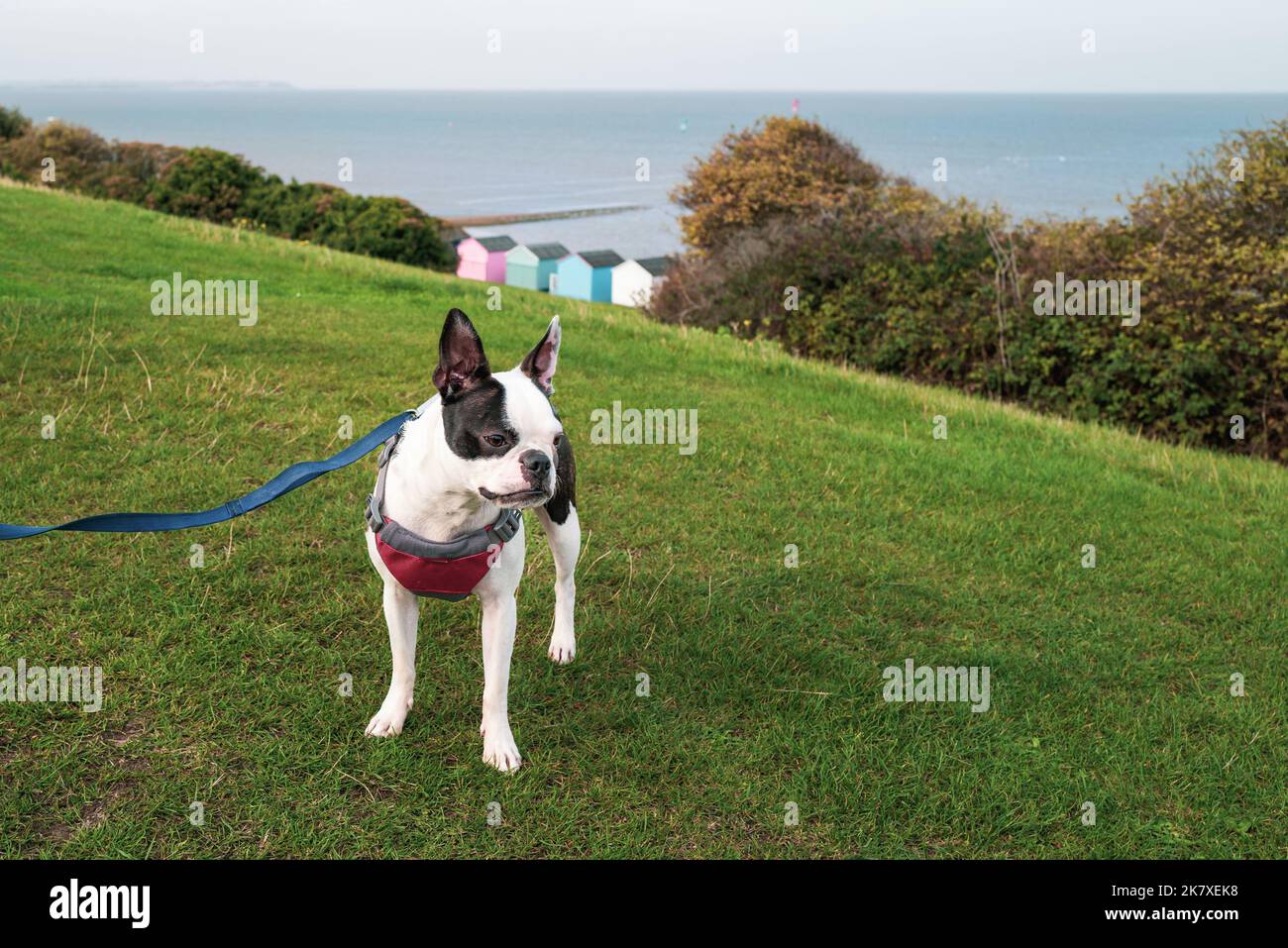 Boston Terrier trägt einen Harness und Blei auf Gras auf Tankerton Hängen, Whitstable. Es gibt Strandhütten und das Meer im Hintergrund. Stockfoto
