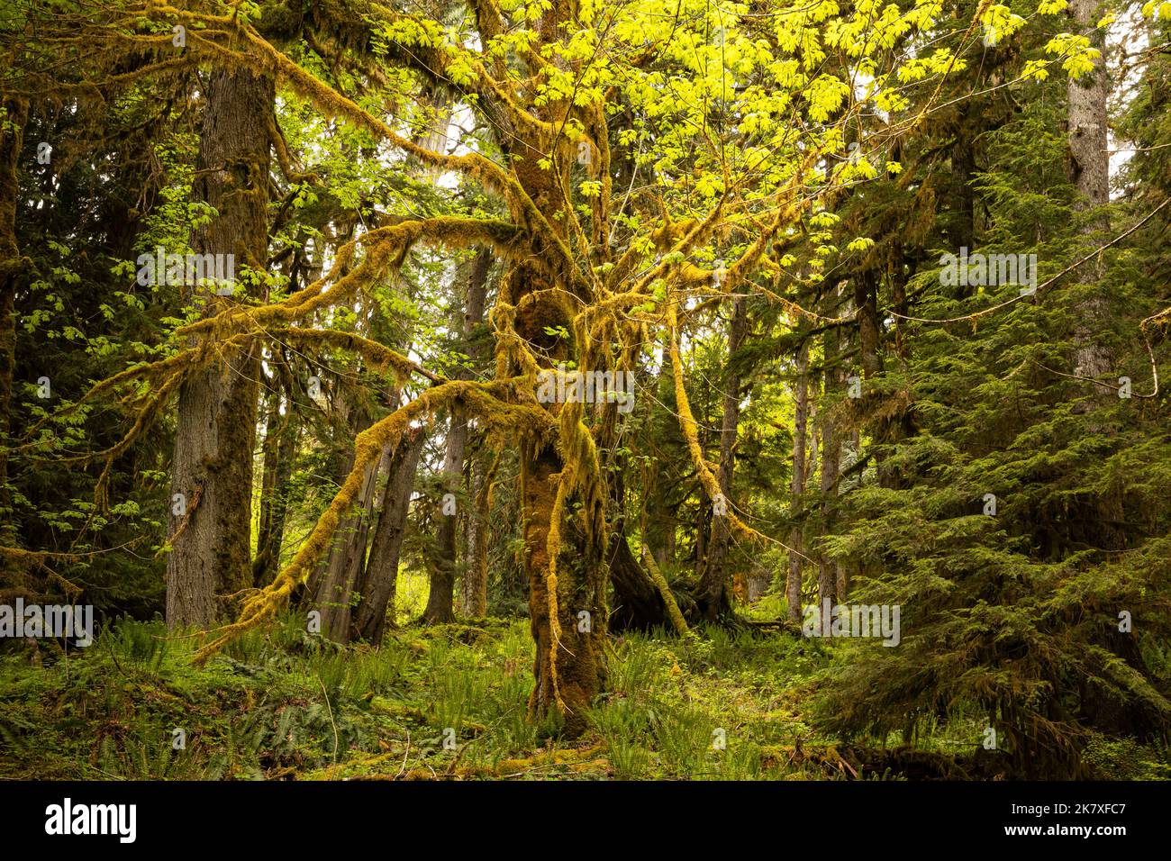 WA22398-00...WASHINGTON - Ein mit Moos und Flechten bedeckter Big Leaf Ahornbaum, der entlang des Quinault River Trail im Olympic National Park wächst. Stockfoto
