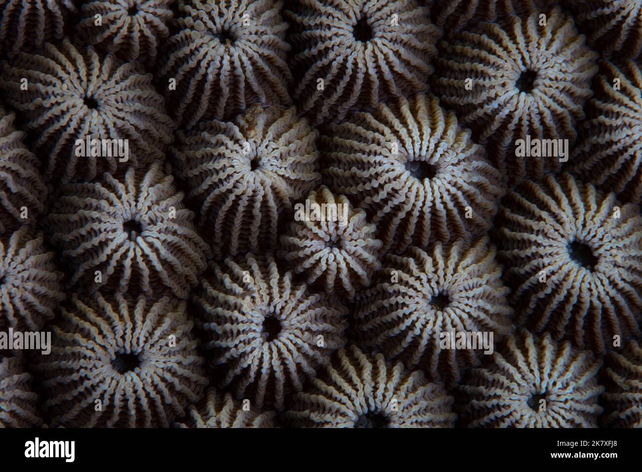 Detail einer Korallenkolonie, Diploastrea heliopora, die auf einem Riff in Indonesien wächst. Diese Korallenart beherbergt oft kleine Grundeln. Stockfoto