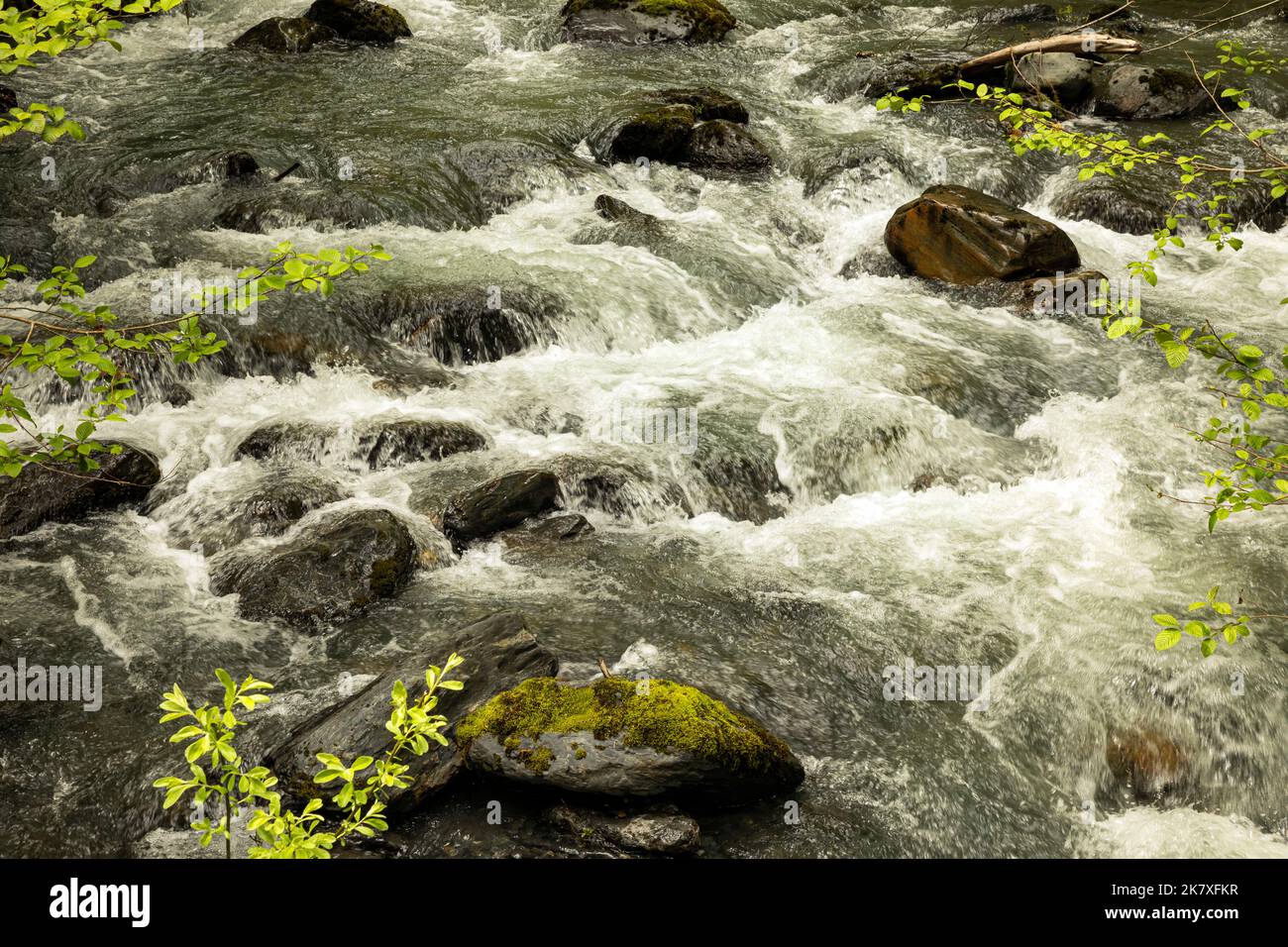 WA22399-00...WASHINGTON - Pyrites Creek, überquert auf dem Quinault River Trail im Olympic National Park. Stockfoto