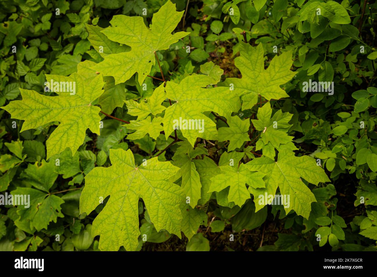 WA22405-00...WASHINGTON - Ein sehr junger Big Leaf Ahornbaum, der im Quinault Regenwald des Olympic National Park seinen Anfang nehmen wird. Stockfoto