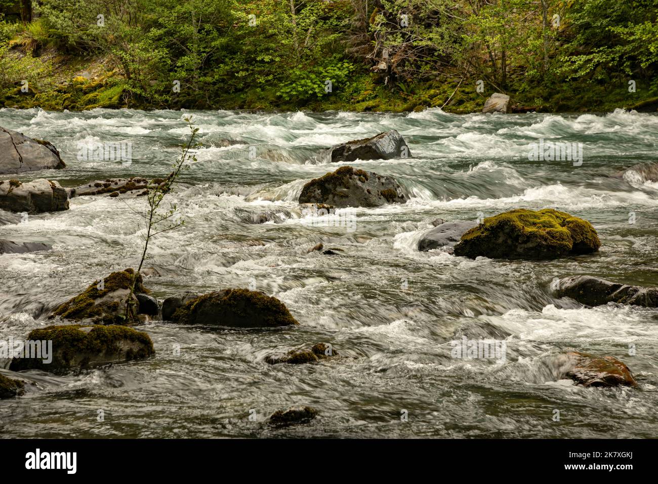 WA22407-00...WASHINGTON - Moos bedeckten Felsen im Quinault River des Olympic National Park. Stockfoto