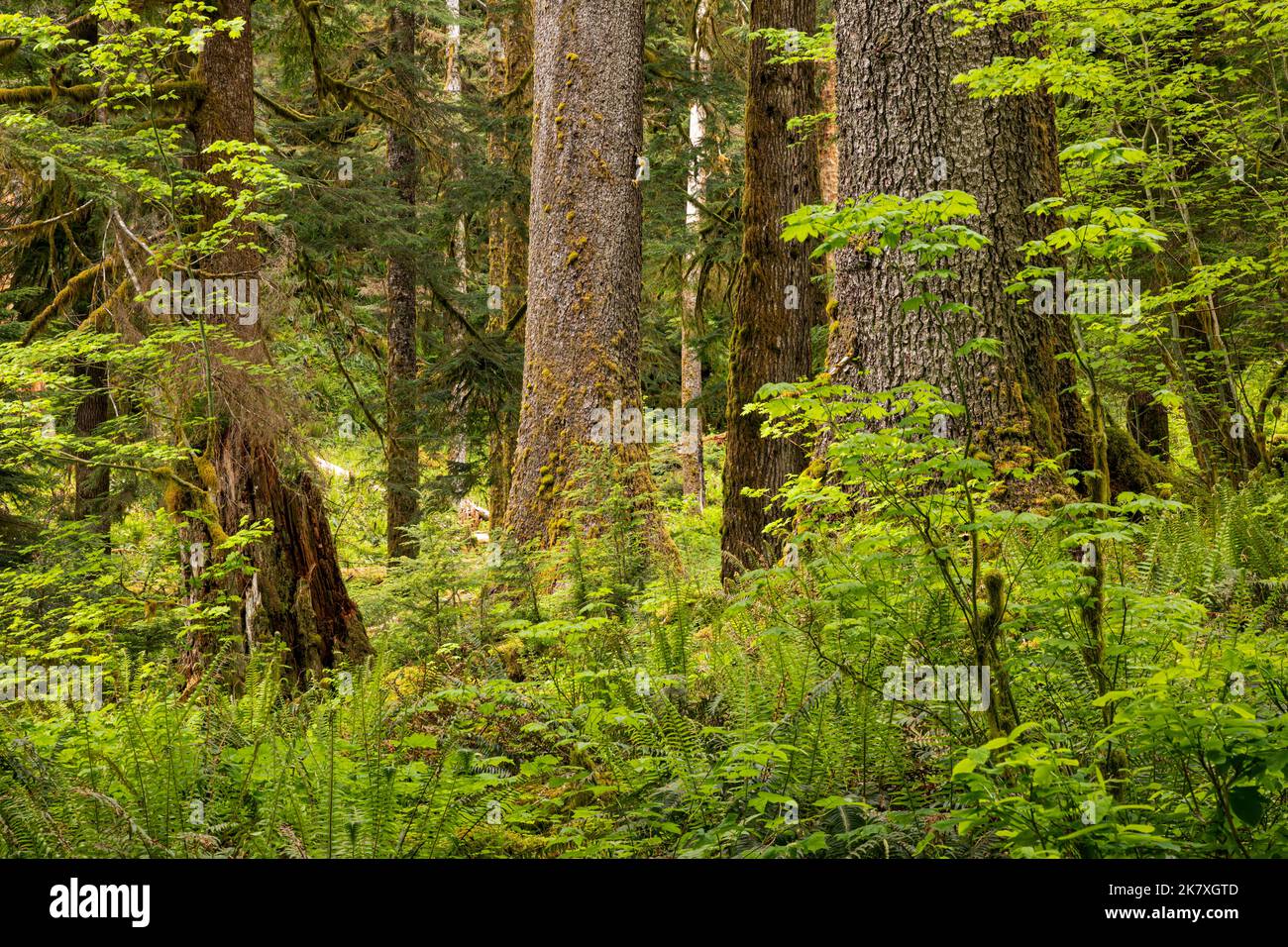 WA22408-00...WASHINGTON - westliche Schwertfarne und junge Big Leaf Ahornbäume umgeben immergrüne Bäume im Quinault Rain Forest, ONP. Stockfoto
