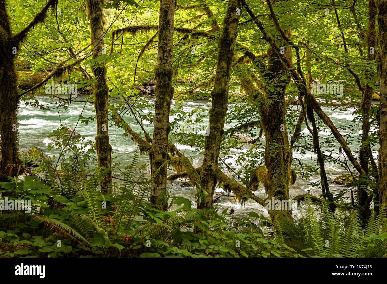 WA22414-00...WASHINGTON - Quinault River, Big Leaf Ahornbäume am Ufer und Western Sword Farns und Vanilla Leaf wachsen im Unterstory, ONP. Stockfoto