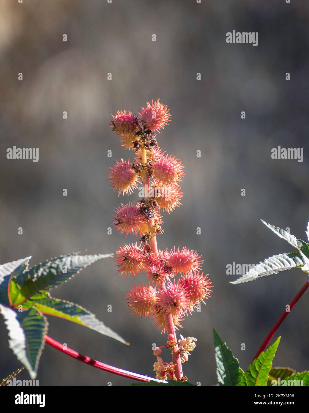 Nahaufnahme der roten Blumen einer Castor Bean (Ricinus communis)-Pflanze am Lake Hollywood in Los Angeles, CA. Stockfoto