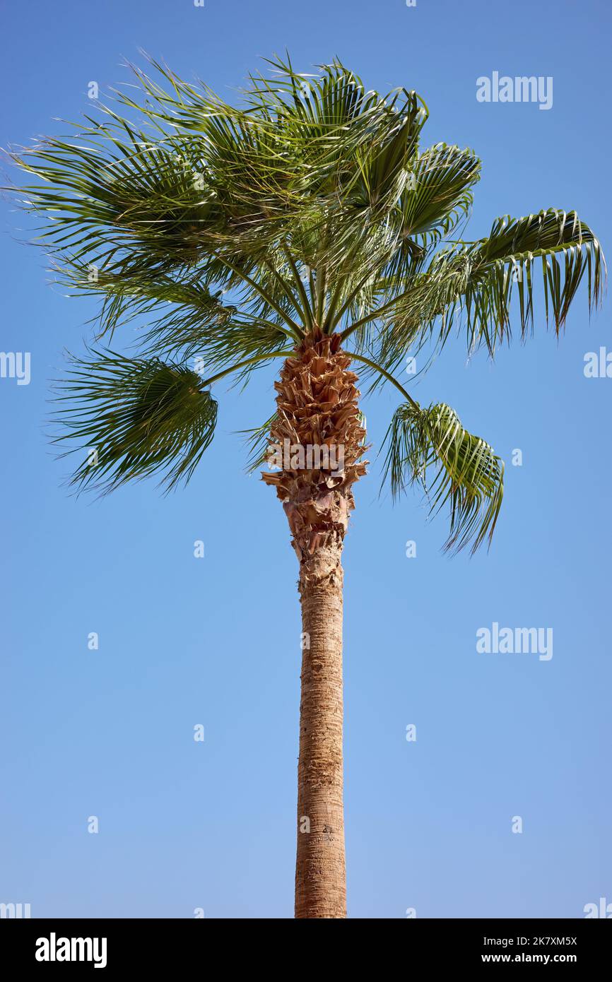 Doumpalme an einem windigen Tag gegen den blauen Himmel. Stockfoto