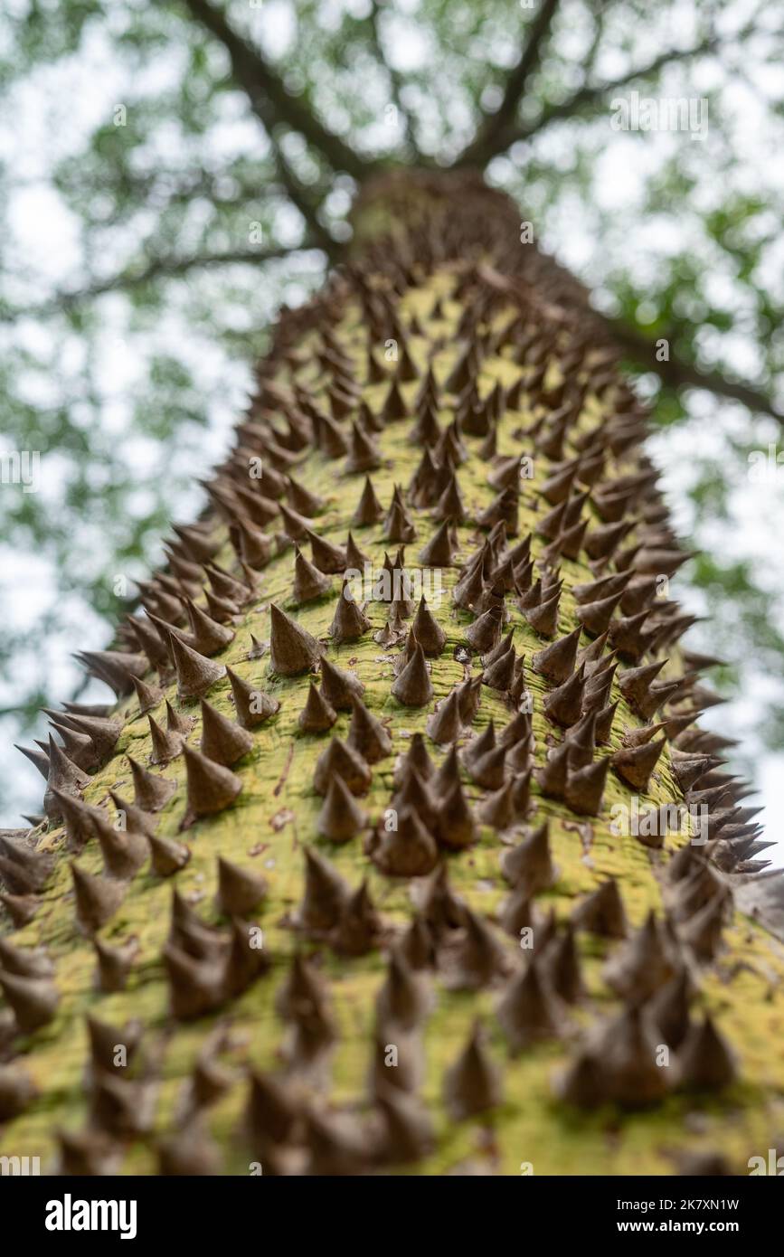 Meist verschwommene Nahaufnahme von Seidenbaumrinde aus Zahnseide. Ceiba speciosa dornige grüne Rinde Stockfoto