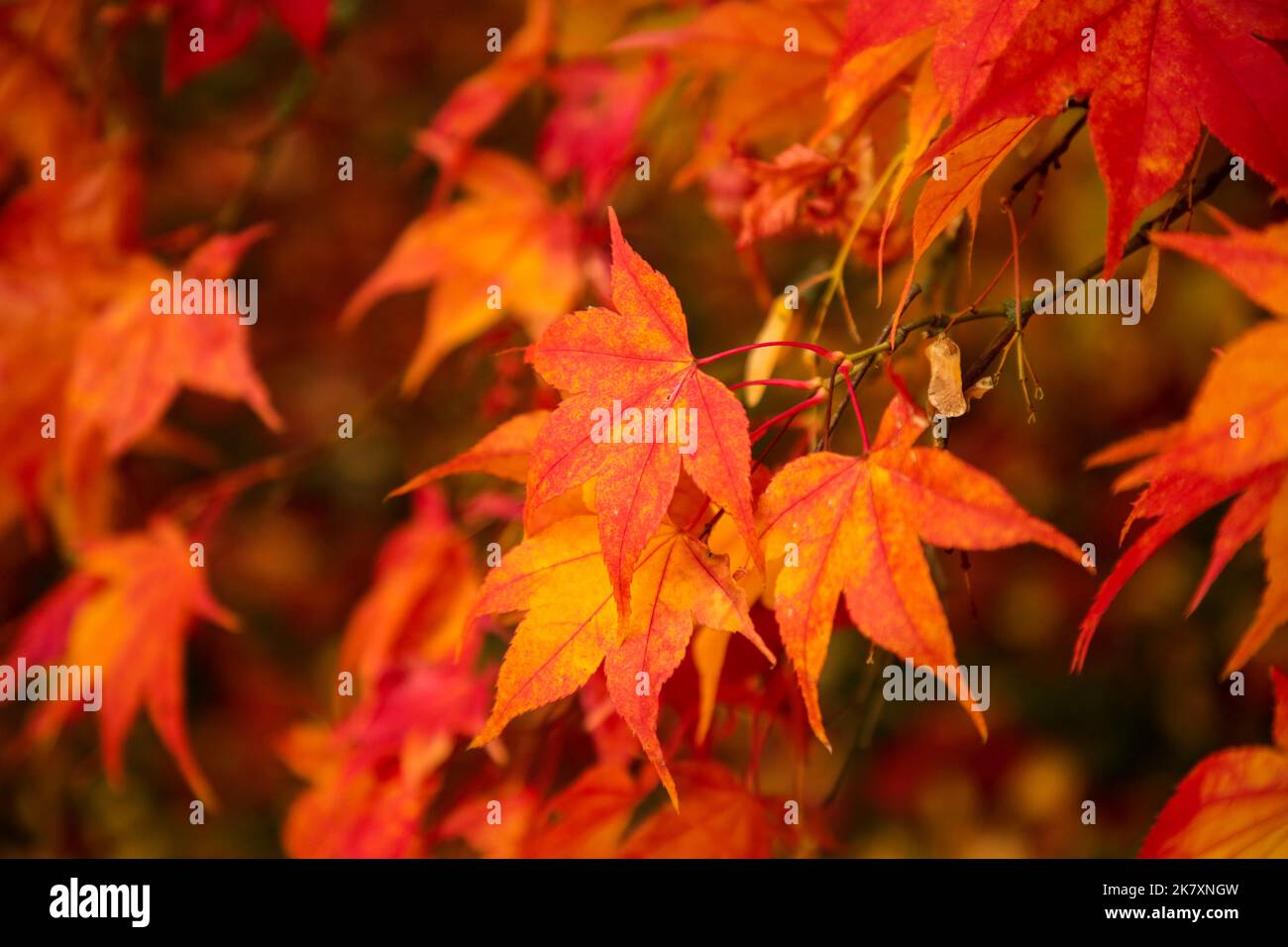 Herbstlicher ahorn verlässt das Hotel Stockfoto