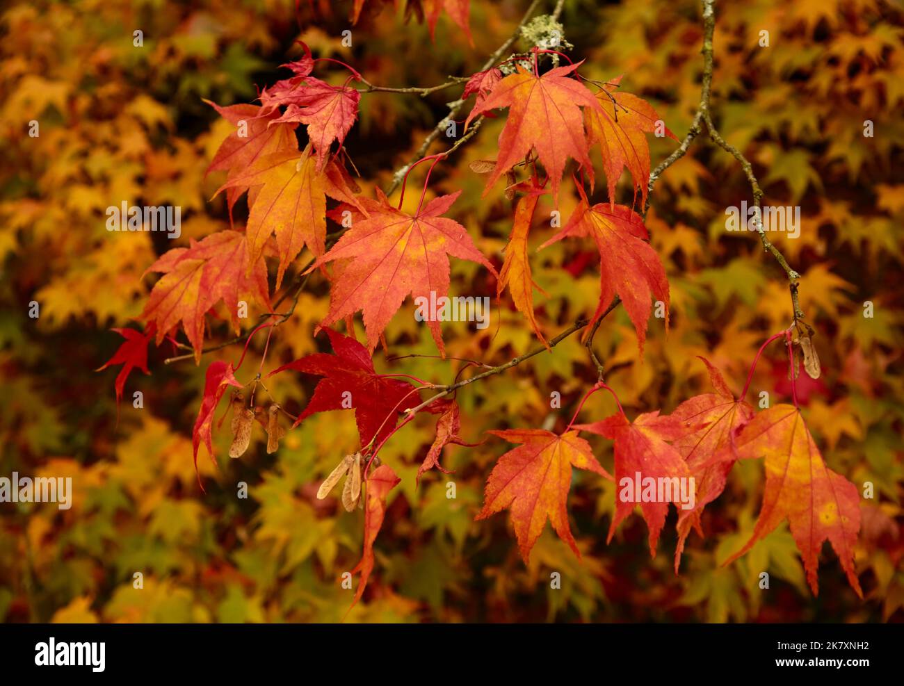 Herbstlicher ahorn verlässt das Hotel Stockfoto