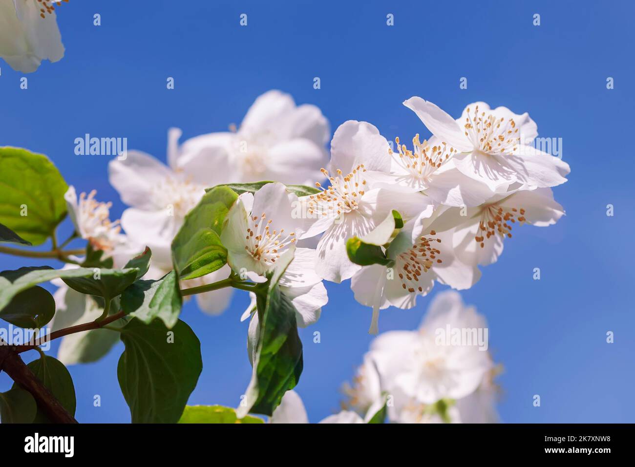 Zarte szenische Philadelphus Blumen auf Blue Sky Hintergrund Stockfoto