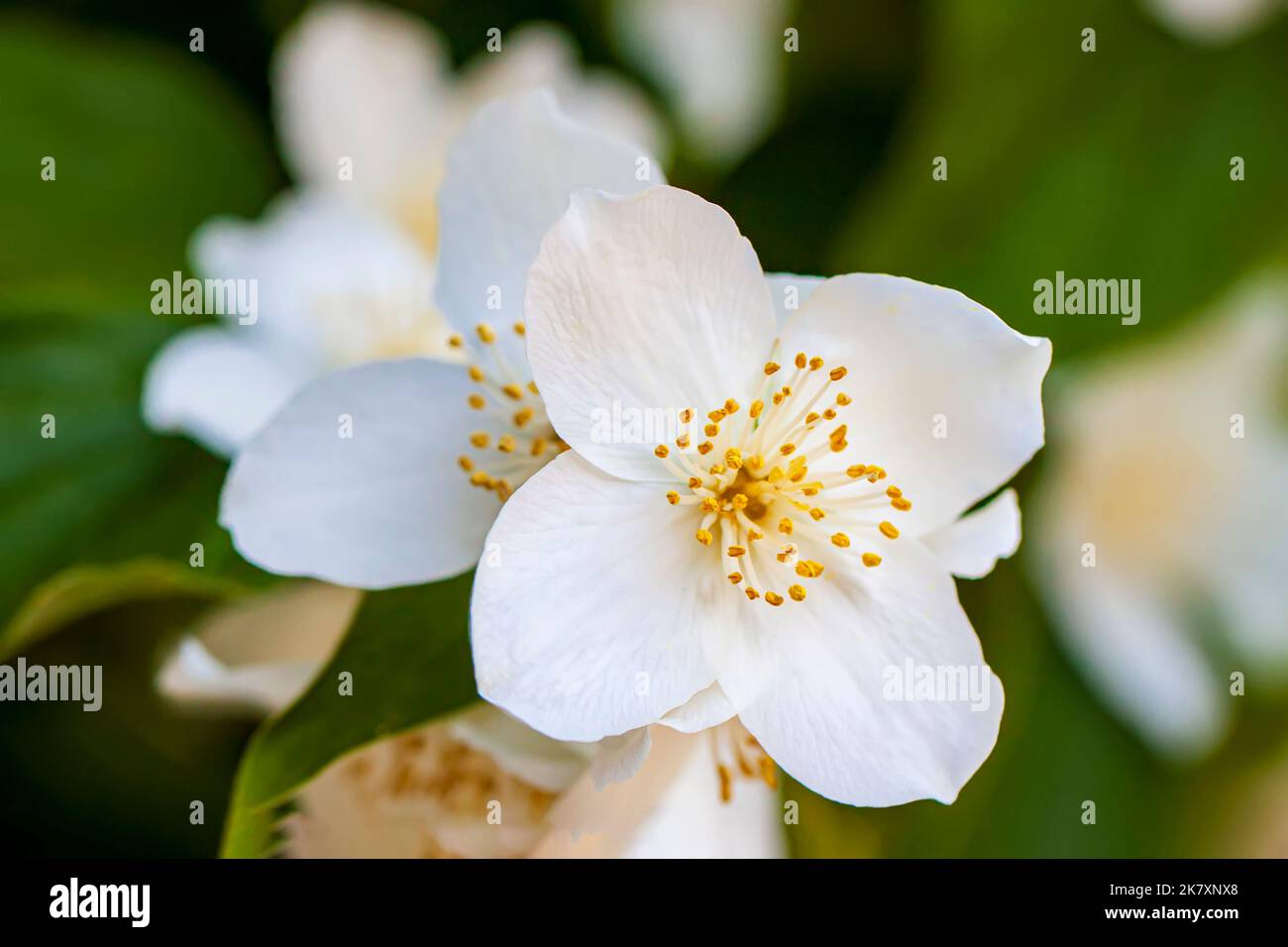 Nahaufnahme von zarten weißen Blüten mit markanten gelben Staubgefäßen von Sweet Mock Orange oder englischem Dogwood, Philadelphus coronarius. Natürlicher Hintergrund Stockfoto