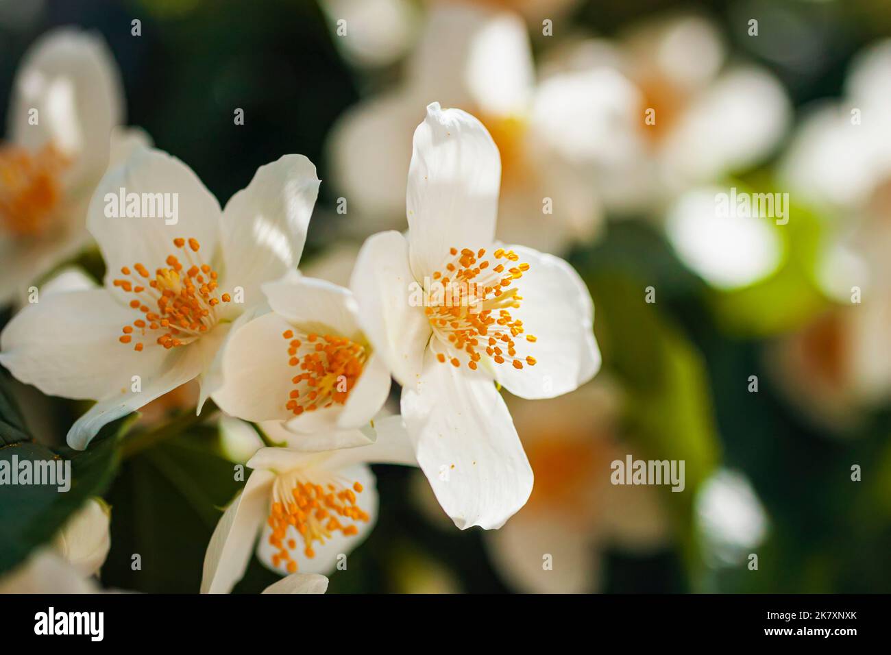 Nahaufnahme der weißen Jasminblüte, die von der Sonne beleuchtet wird Stockfoto