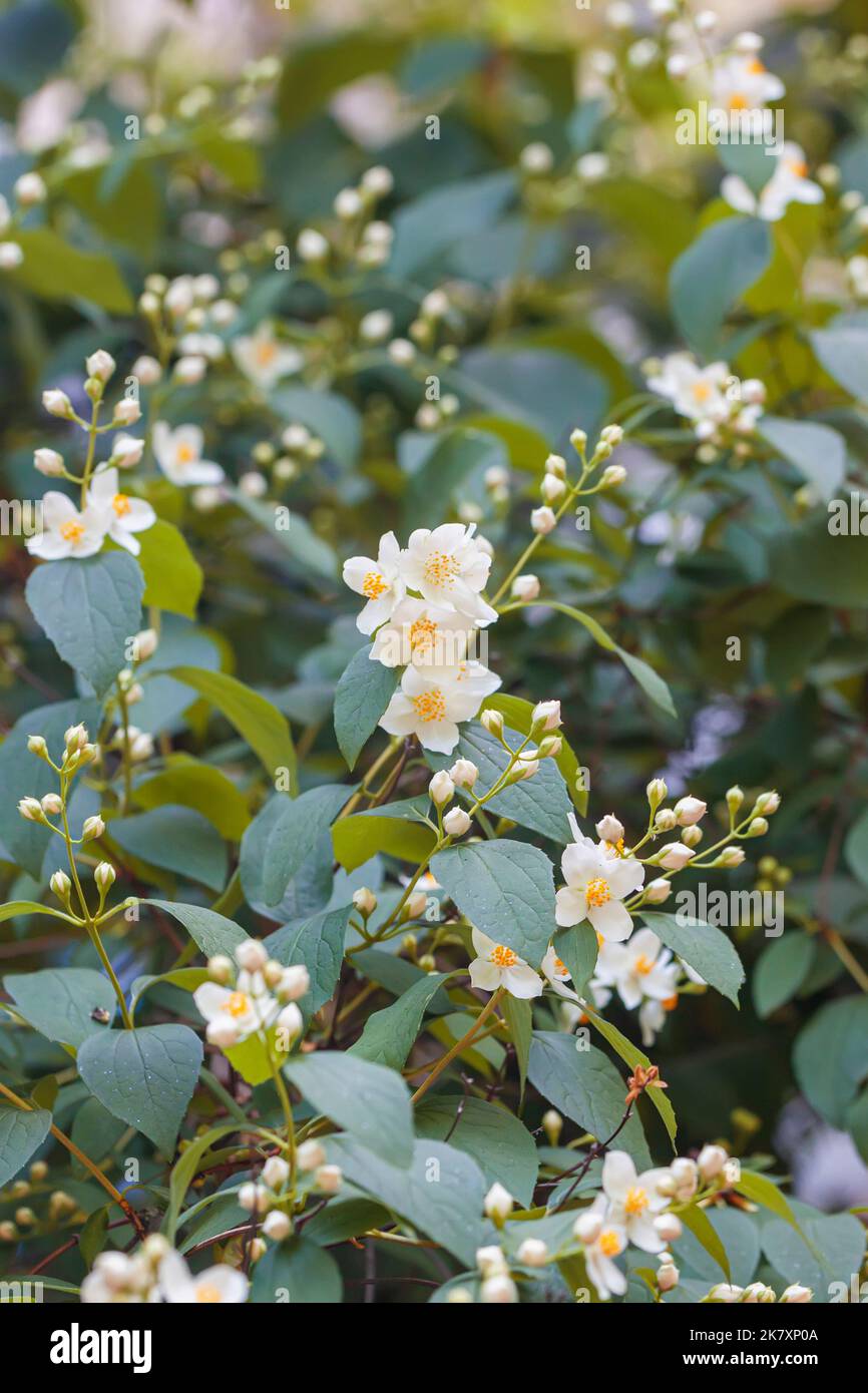 Philadelphus oder Mock Orange Strauch mit duftenden Blumen, Frühling Sommer Garten Konzept Stockfoto