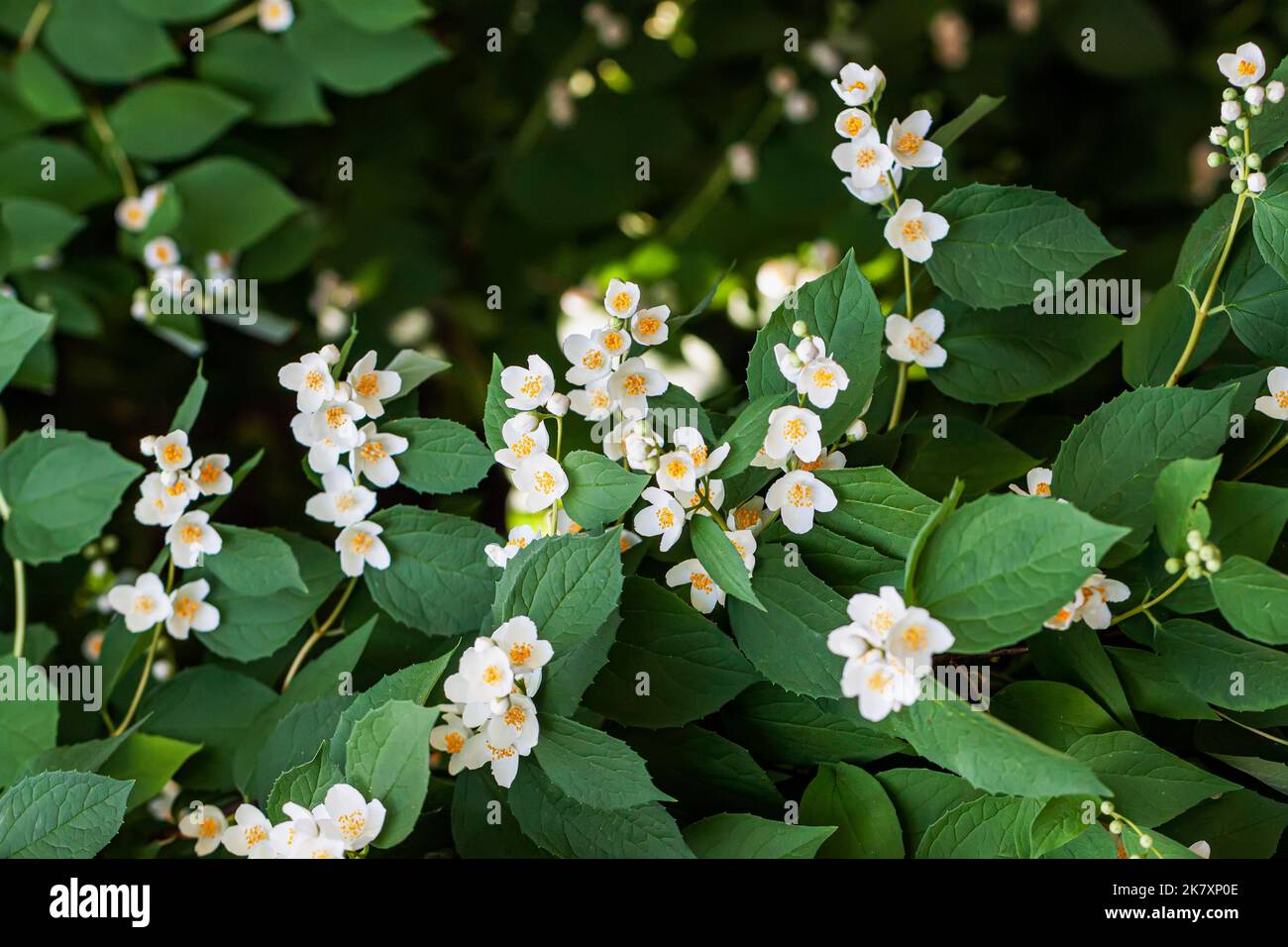 Philadelphus, attraktive Blüten mit wunderbarem Duft, sommergrüner Strauch, Frühling, Sommer Stockfoto