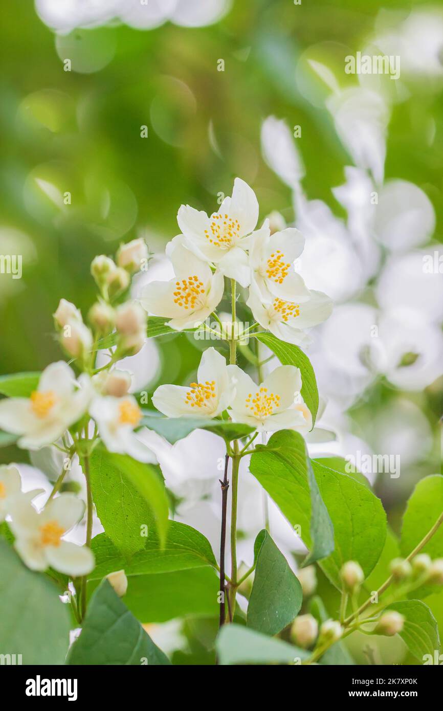 Blühender europäischer Rohrstrauch, Philadelphus coronarius an sonnigen Tagen Stockfoto