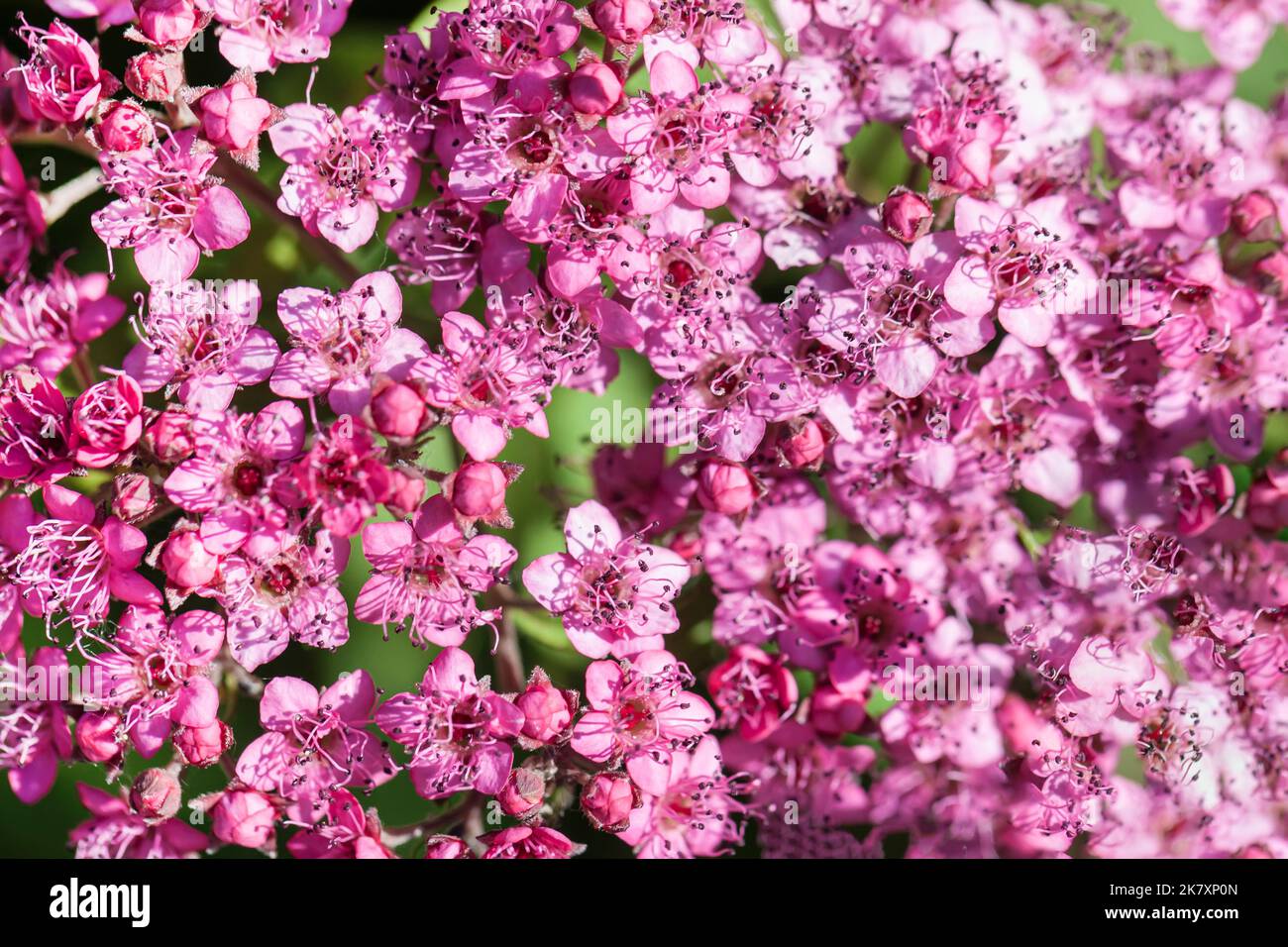 Blume natürlichen Hintergrund, rosa lila Farbe, Draufsicht, florale Fragilität Textur Stockfoto