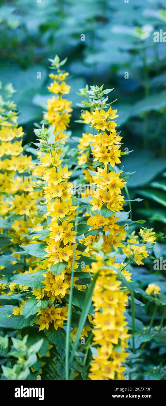 Nahaufnahme der gelben Blüten Lysimachia punctata in Blüte. Selektiver Fokus. Sommergarten, natürlicher vertikaler Hintergrund Stockfoto