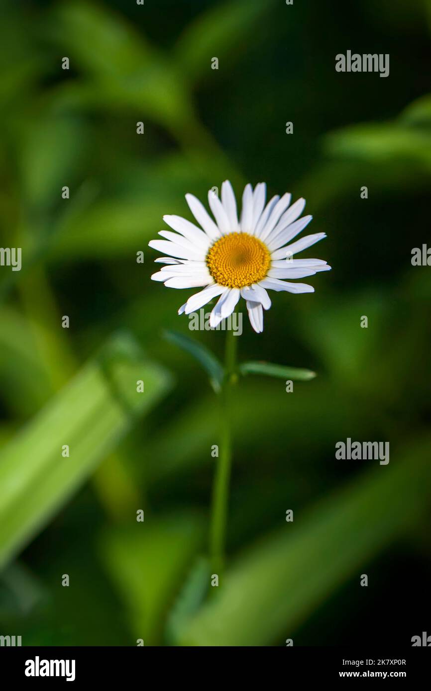 Nahaufnahme eines Stiels aus zarter Kamille, sommerlicher sonniger Morgen, selektiver Fokus Stockfoto