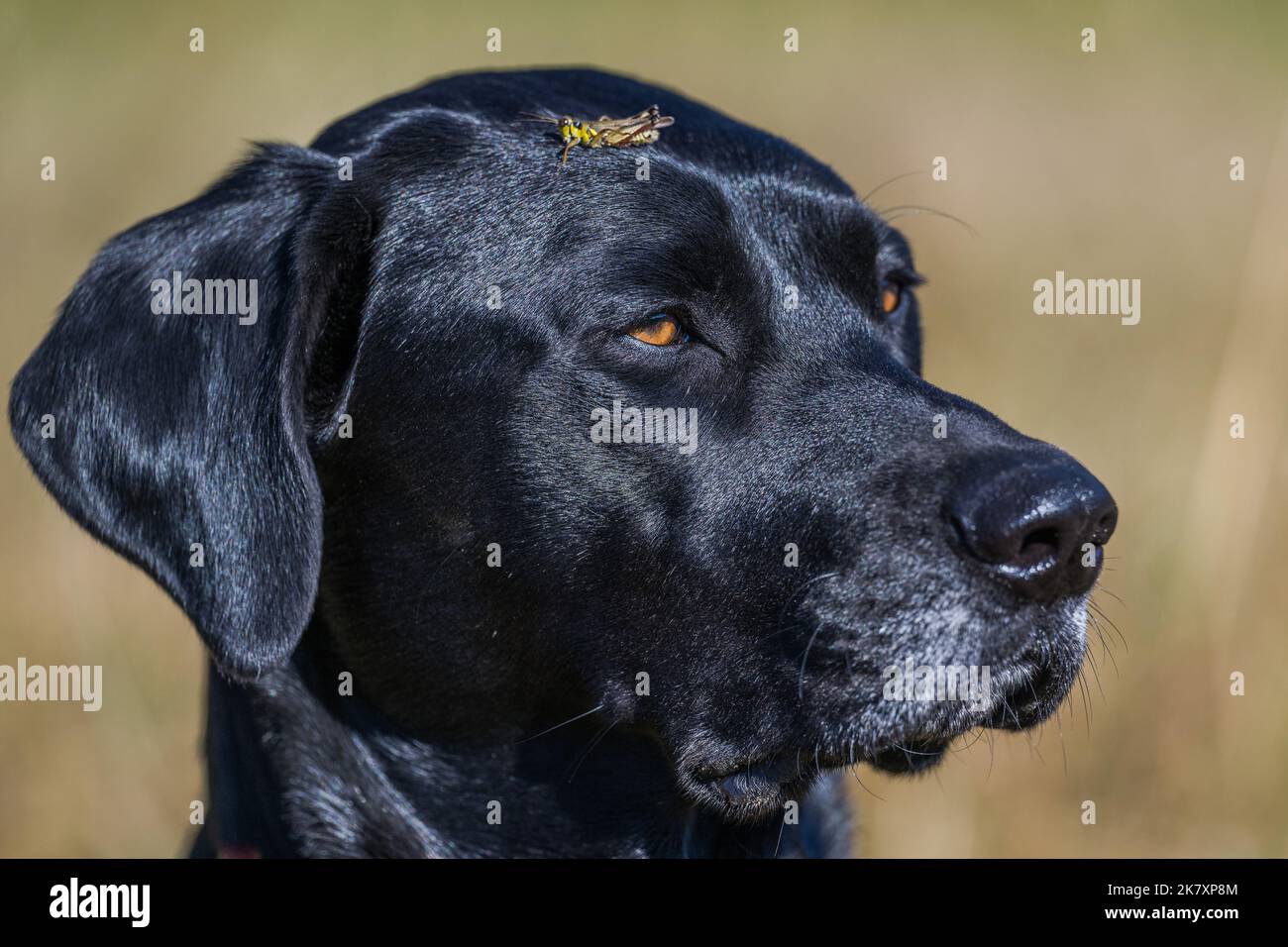 Ein schwarzer Hund mit einer Heuschrecke auf dem Kopf Stockfoto