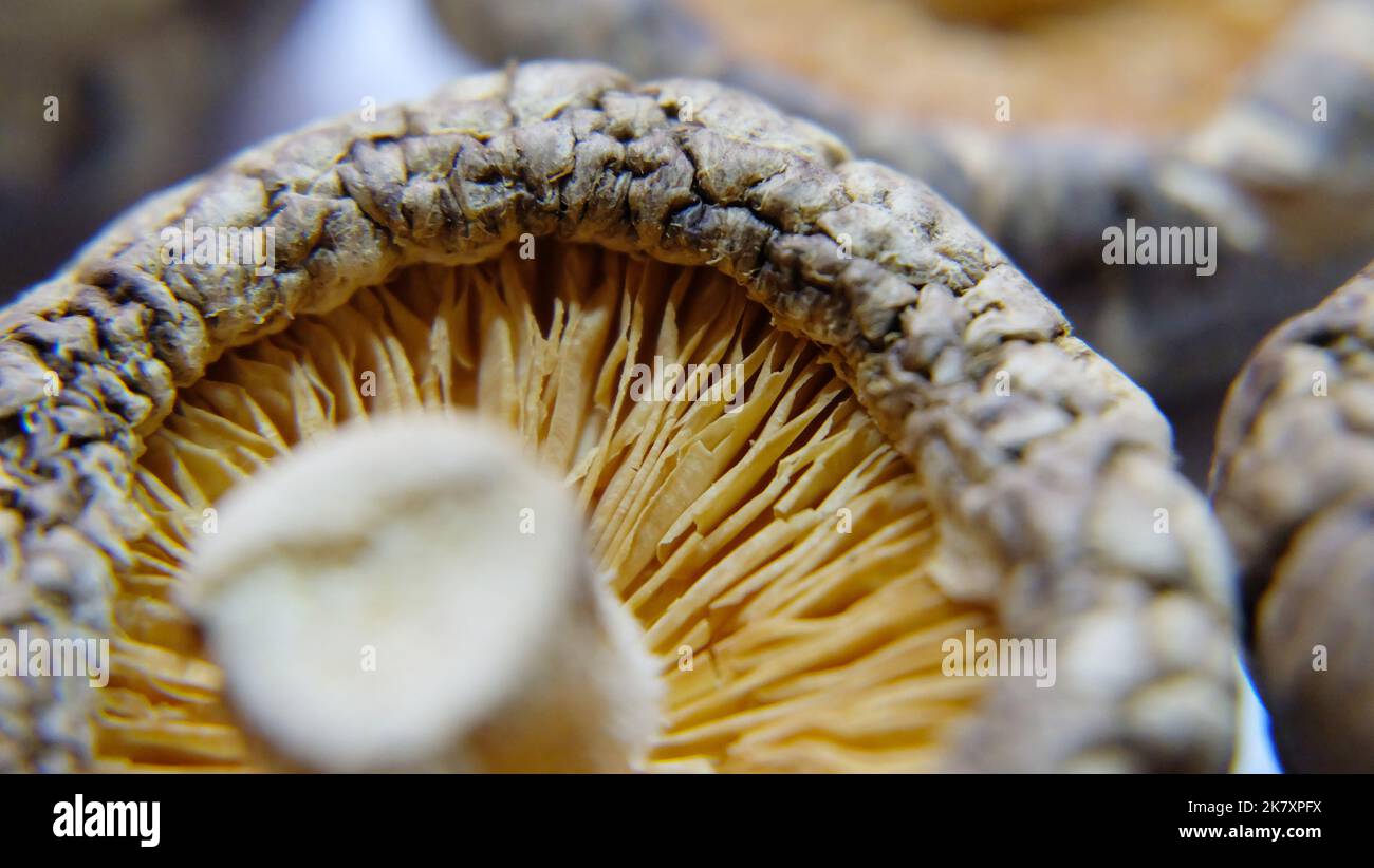 Nahaufnahme der Kiemen eines dehydrierten Shiitake-Tee-Blütenpilzes. Stockfoto