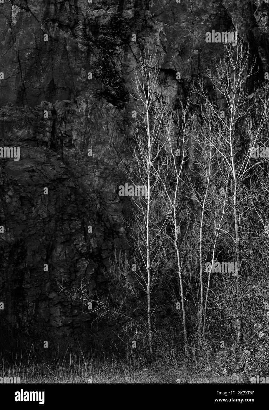 Espenbäume im späten Sonnenlicht verwandeln Silber gegen eine Sahdows-Felswand im Lower Narrows State Natural Area in den Baraboo Hills in Sauk County, WI Stockfoto