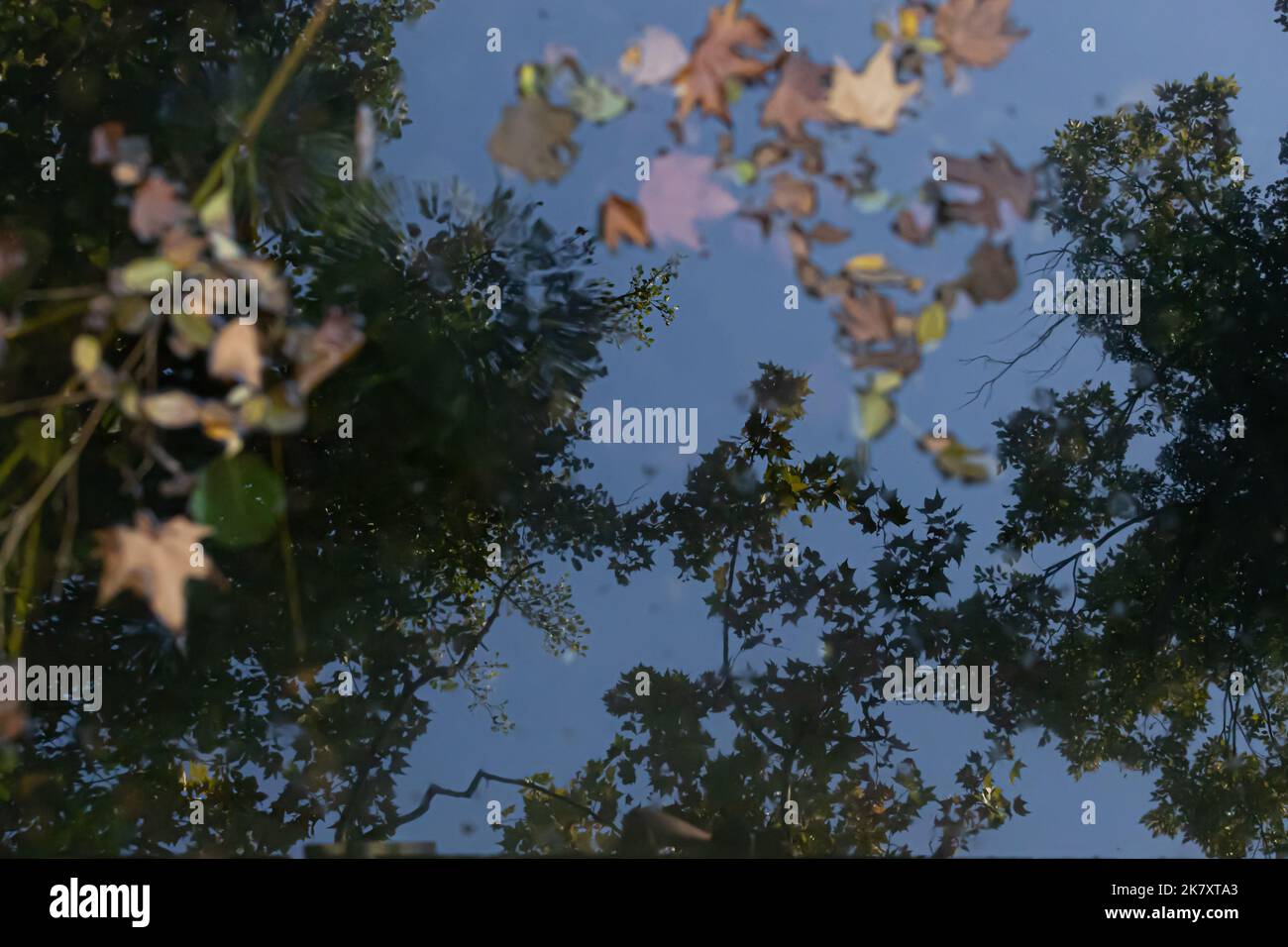 Bäume spiegeln sich in der Pfütze, bunte Herbstblätter im Wasser Stockfoto