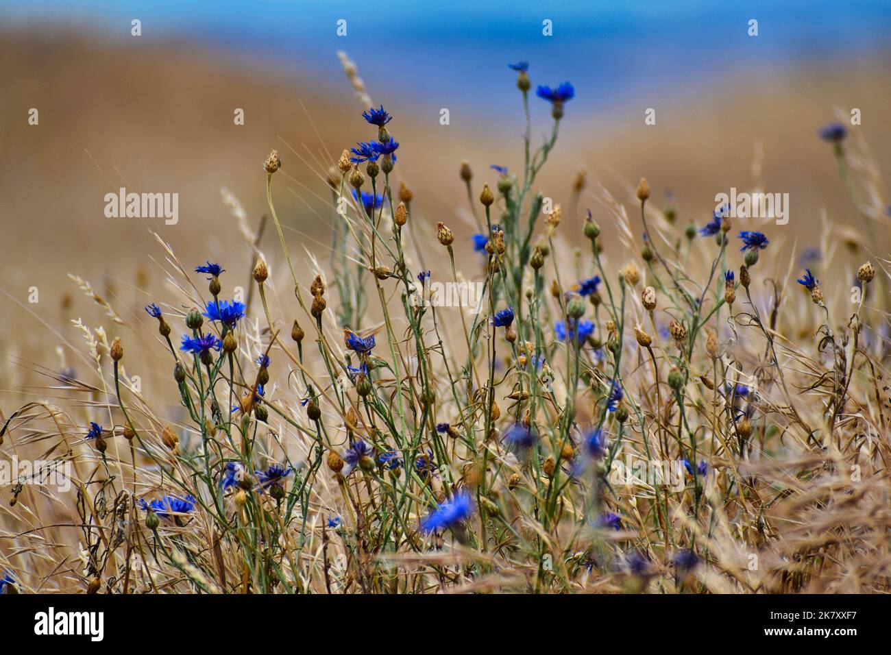 Kleine blaue Blumen Stockfoto