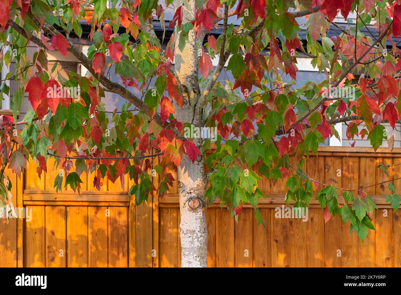 Rote, orange und grüne Blätter auf einem Baum im Herbst. Landschaft auf dem Land. Rotes Ahornblatt in der Herbstsaison. Nahaufnahme, niemand, selektiver Fokus Stockfoto