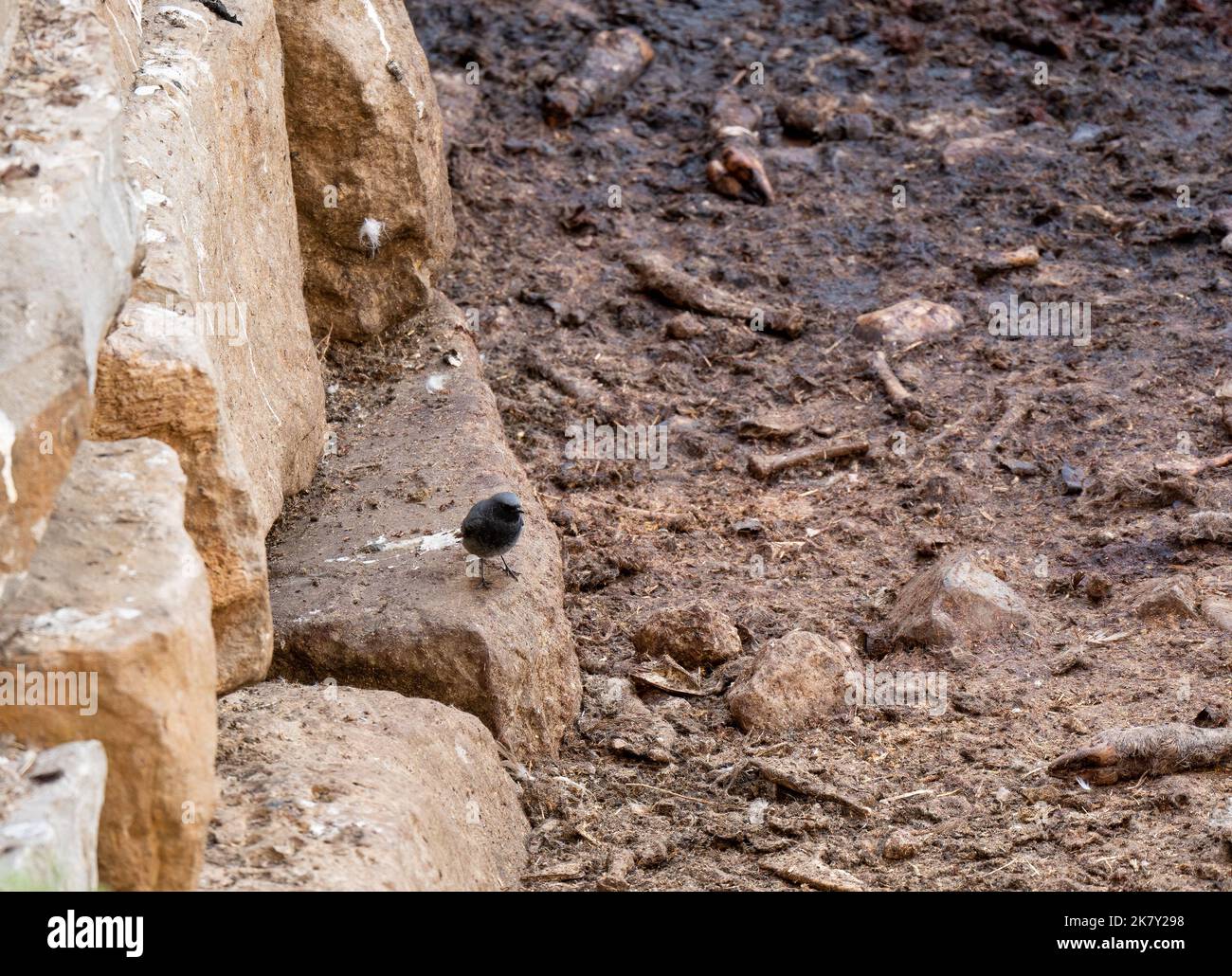 Nahaufnahme eines männlichen Schwarzen Rottanz (Phoenicurus ochruros, Tithys Rottanz, Schwarzstart, schwarzer rottanz) Stockfoto