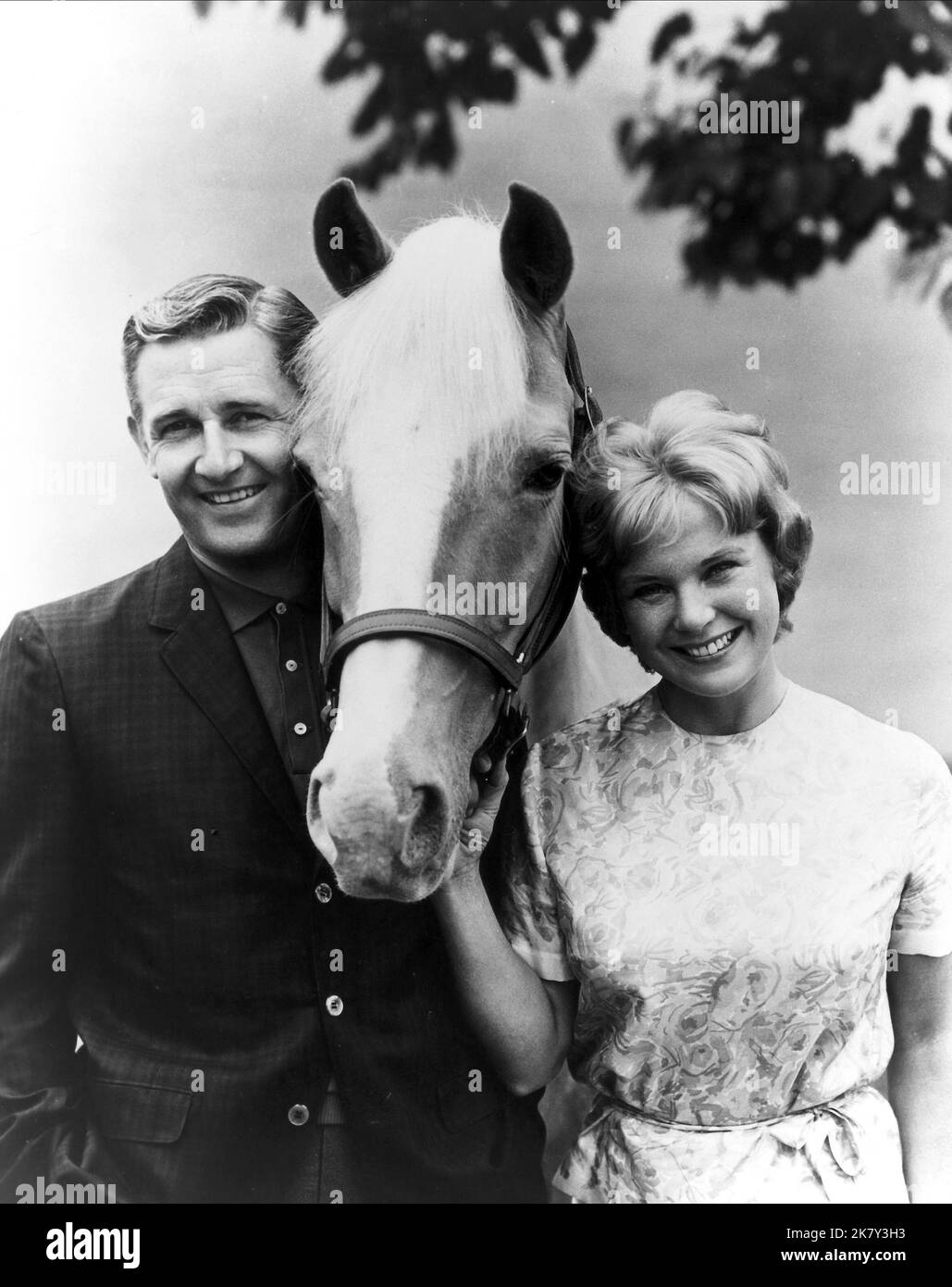 Alan Young, Mister Ed & Connie Hines Television: Mister Ed (TV-Serie) Charaktere: Wilbur Post (145 Episoden, 1958-1966), Carol Post USA 1958-1966, 05. Januar 1961 **WARNUNG** Dieses Foto ist nur für redaktionelle Verwendung bestimmt und unterliegt dem Copyright von CBS und/oder dem von der Film- oder Produktionsfirma beauftragten Fotografen und kann nur durch Publikationen im Zusammenhang mit der Bewerbung des oben genannten Films reproduziert werden. Eine obligatorische Gutschrift an CBS ist erforderlich. Der Fotograf sollte auch bei Bekanntwerden des Fotos gutgeschrieben werden. Ohne schriftliche Genehmigung von t kann keine kommerzielle Nutzung gewährt werden Stockfoto