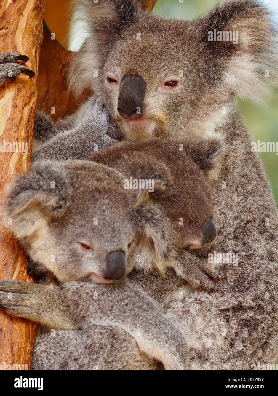 Aufmerksame, sanfte weibliche Koala umarmt zwei schläfrige junge Koalas. Stockfoto