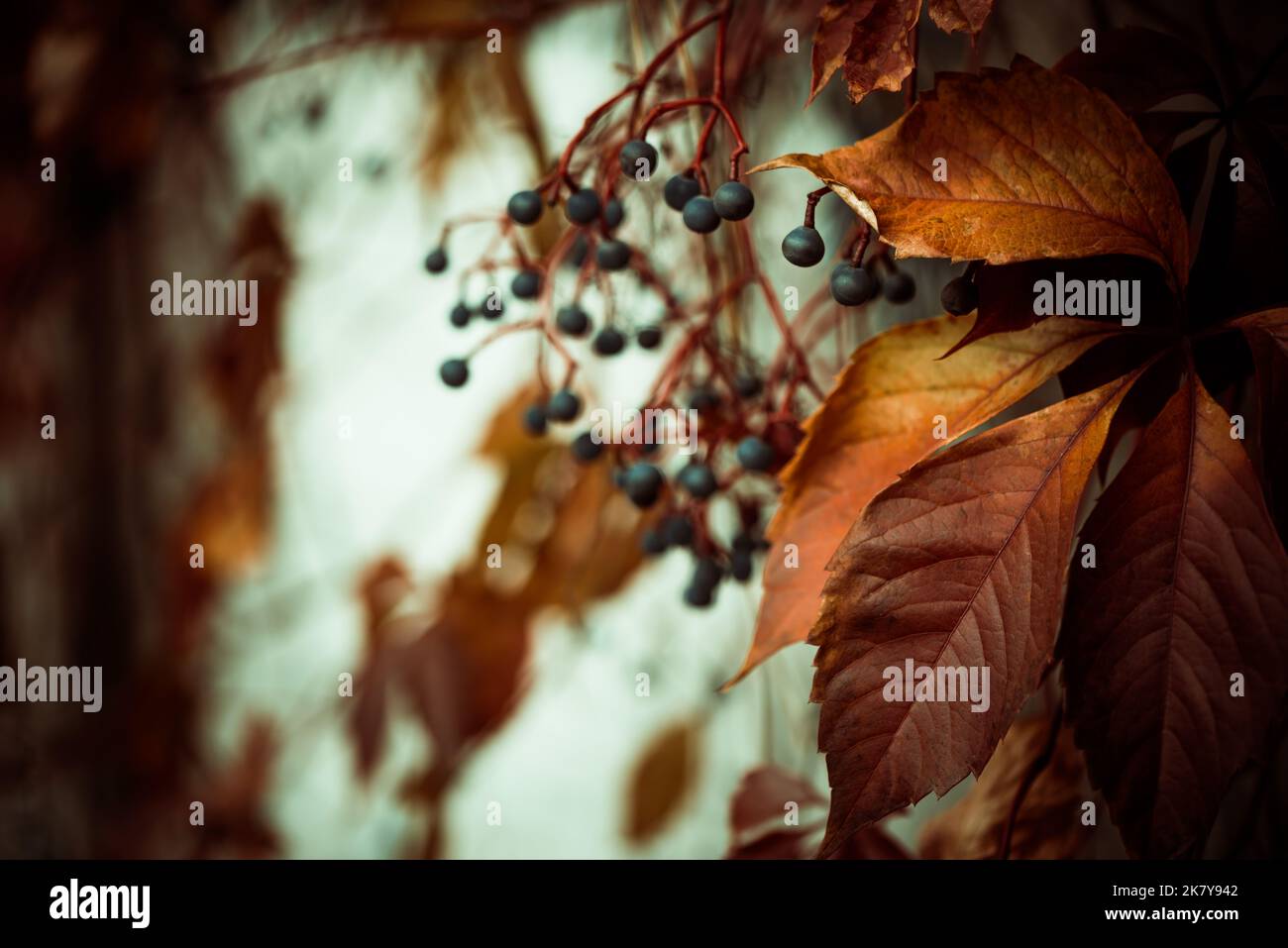 Schöne Herbstsaison farbenfroher Hintergrund mit Blättern und Pflanzen Stockfoto