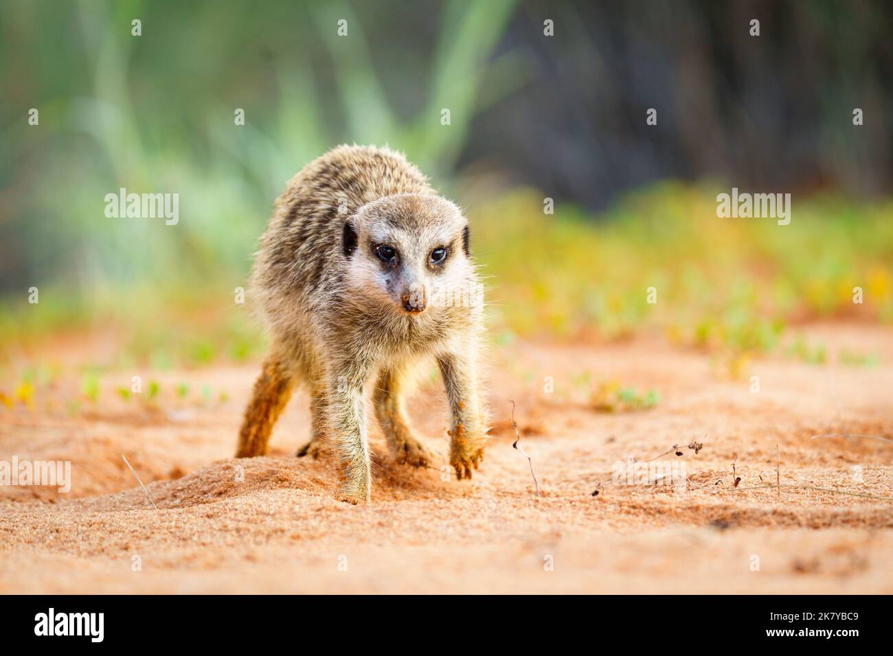 Erdmännchen-Baby (Suricata suricatta) geht in Richtung Kamera. Kgalagadi Transfrontier Park, Kalahari, Südafrika Stockfoto