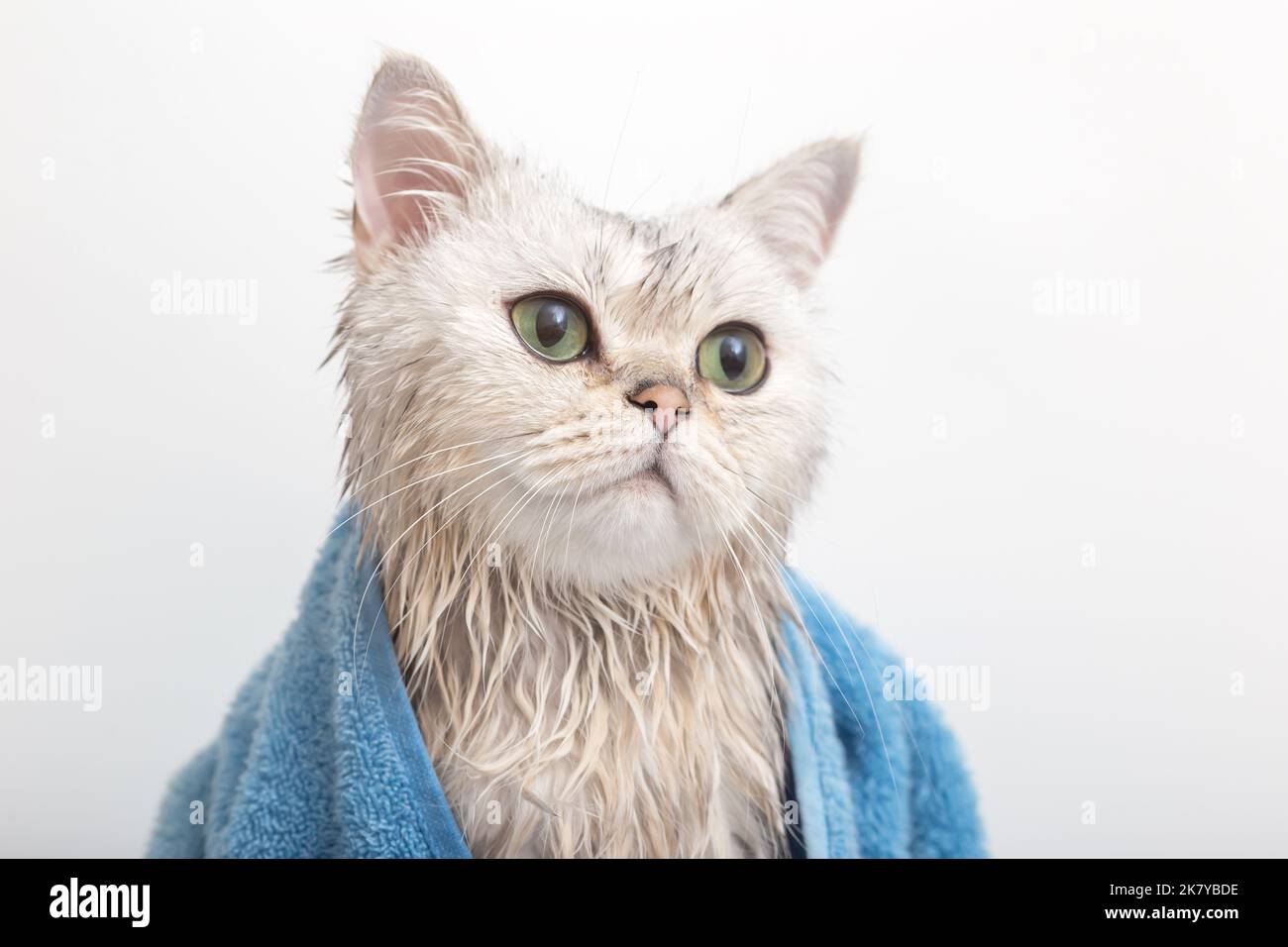 Nasse weiße niedliche Katze, nach dem Baden, in ein blaues Handtuch gewickelt Stockfoto