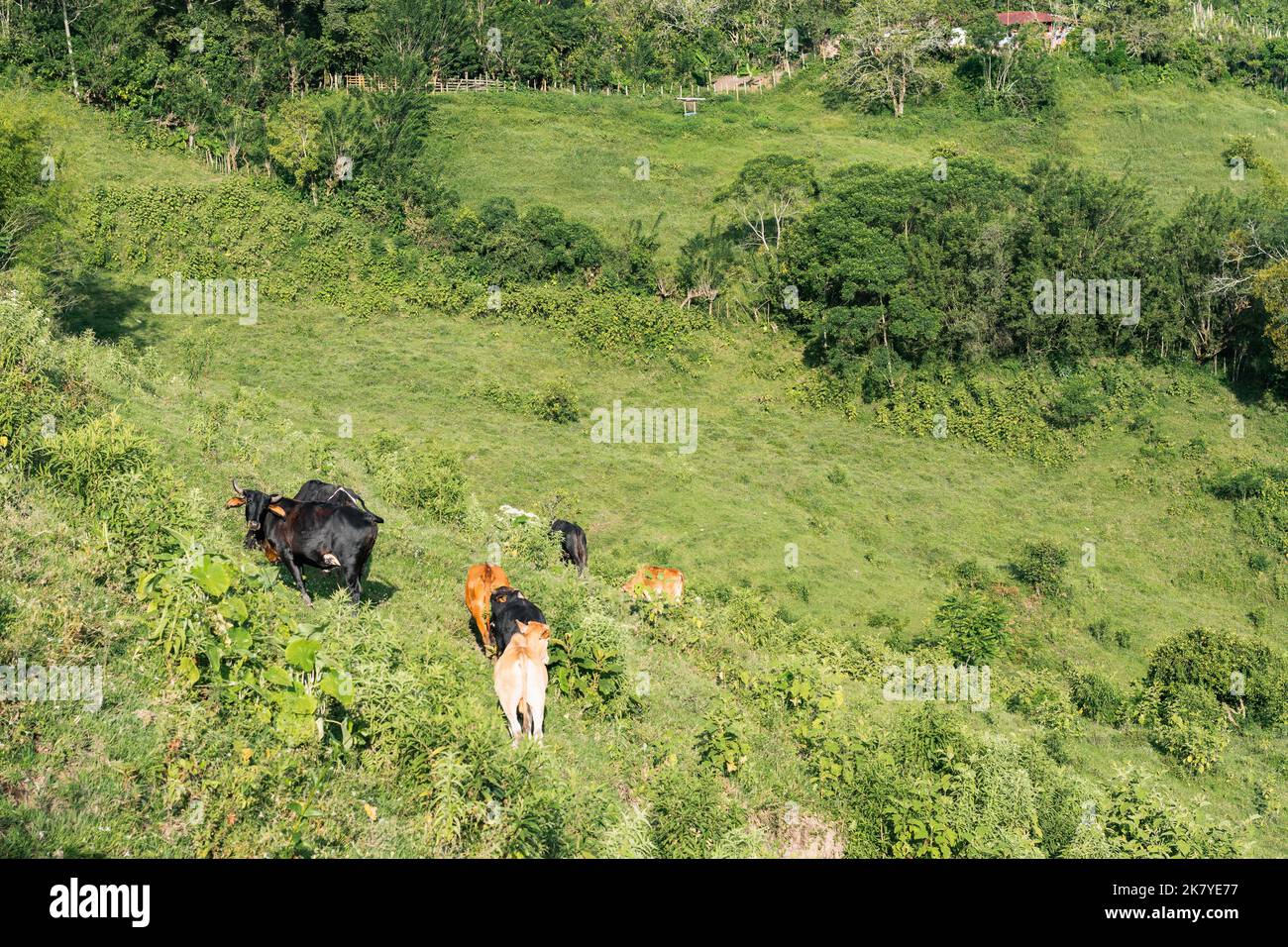 Herde von schwarzen und orangen Kühen grasen auf einem Hügel auf einem Berg in Quinchia Kolumbien. Milchkuh Blick auf die Kamera. Stockfoto