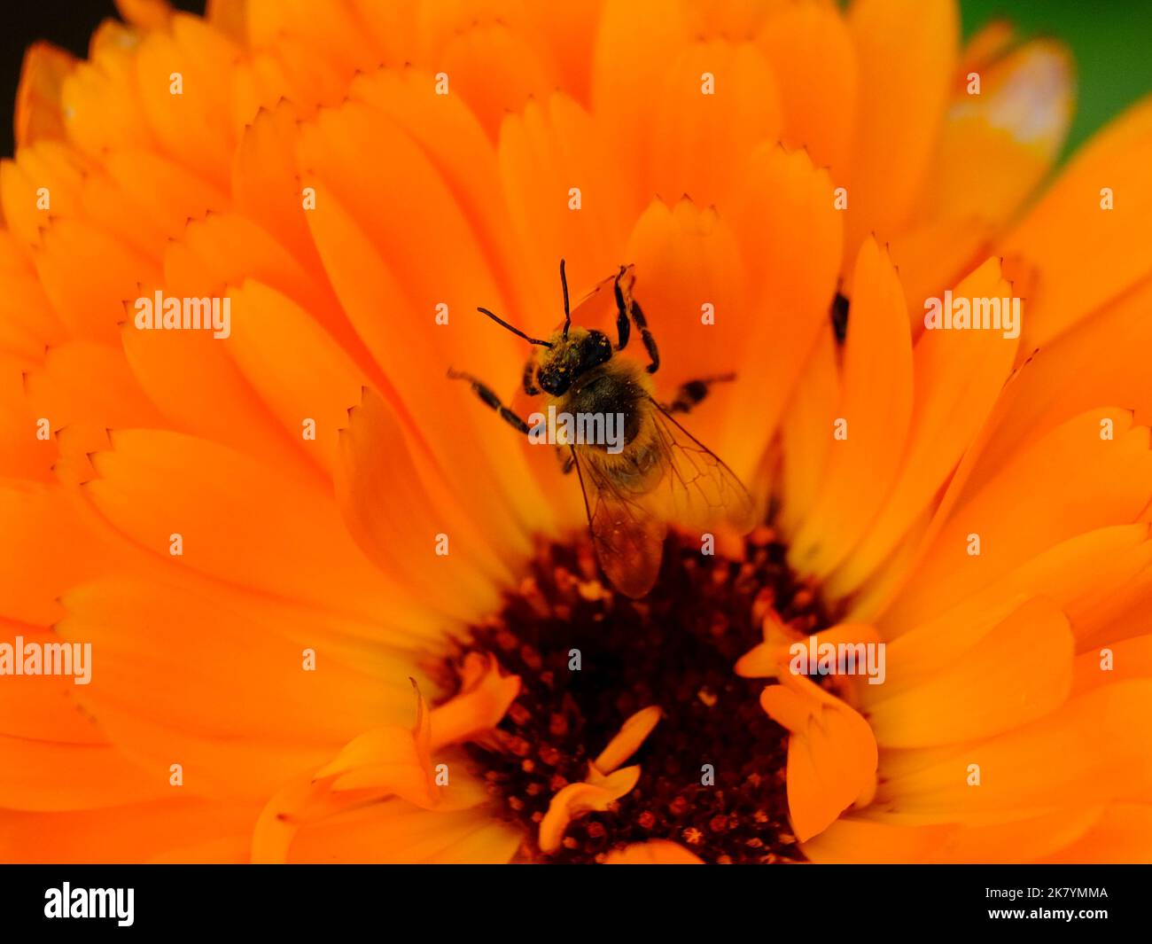 Makroaufnahme einer Biene oder Hummel: Details, die sonst nur schwer zu sehen sind - konzentrieren sich auf das Tier mit verschwommenem Hintergrund. Stockfoto