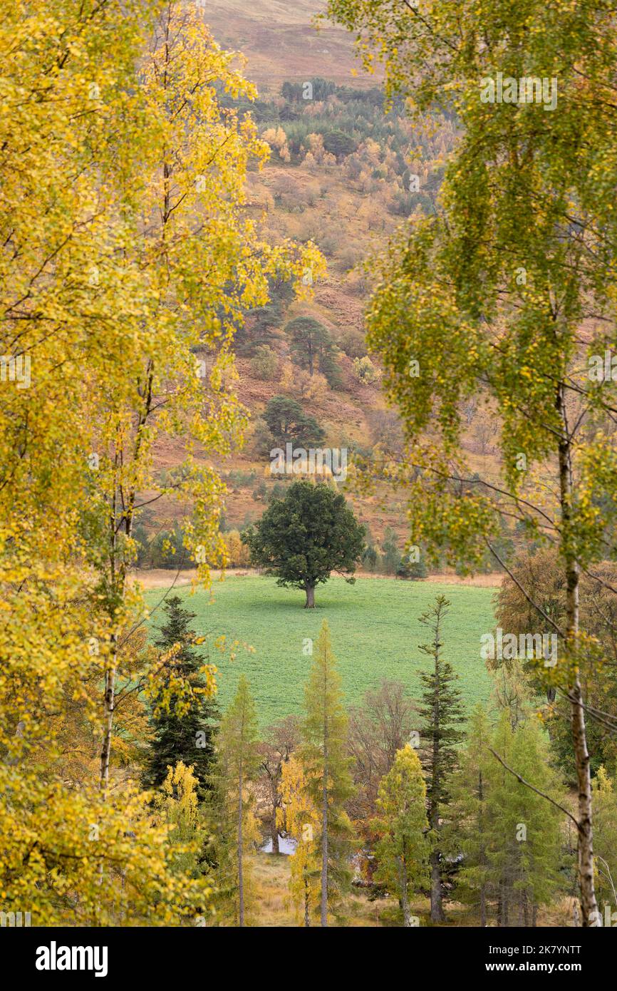 Ein vollständig grüner Laubbaum auf dem Feld, umgeben von den herbstlichen Farben von Bäumen wie Silberbirke, die sich bereits verändert haben - Schottland, Großbritannien Stockfoto