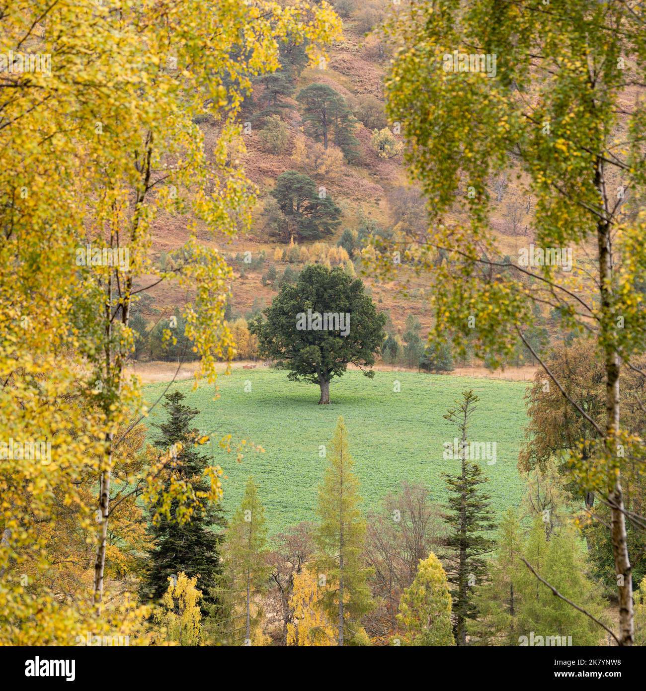 Ein vollständig grüner Laubbaum auf dem Feld, umgeben von den herbstlichen Farben von Bäumen wie Silberbirke, die sich bereits verändert haben - Schottland, Großbritannien Stockfoto